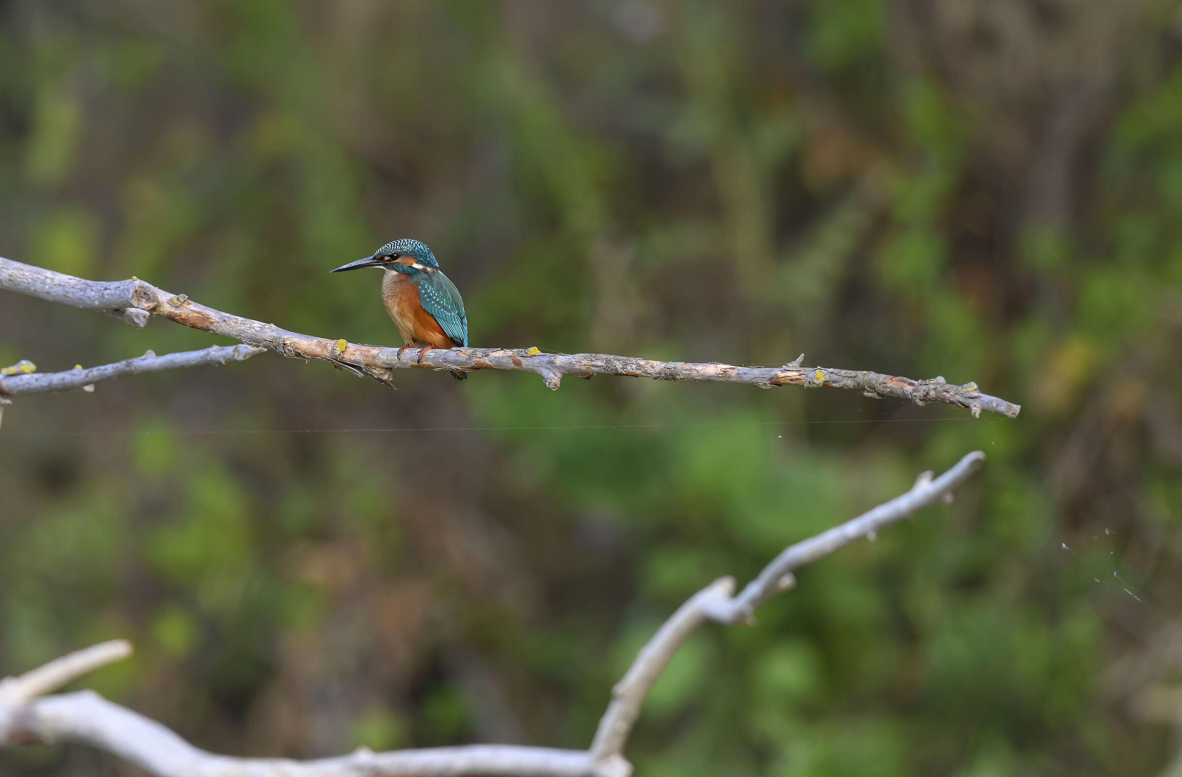 Kingfisher