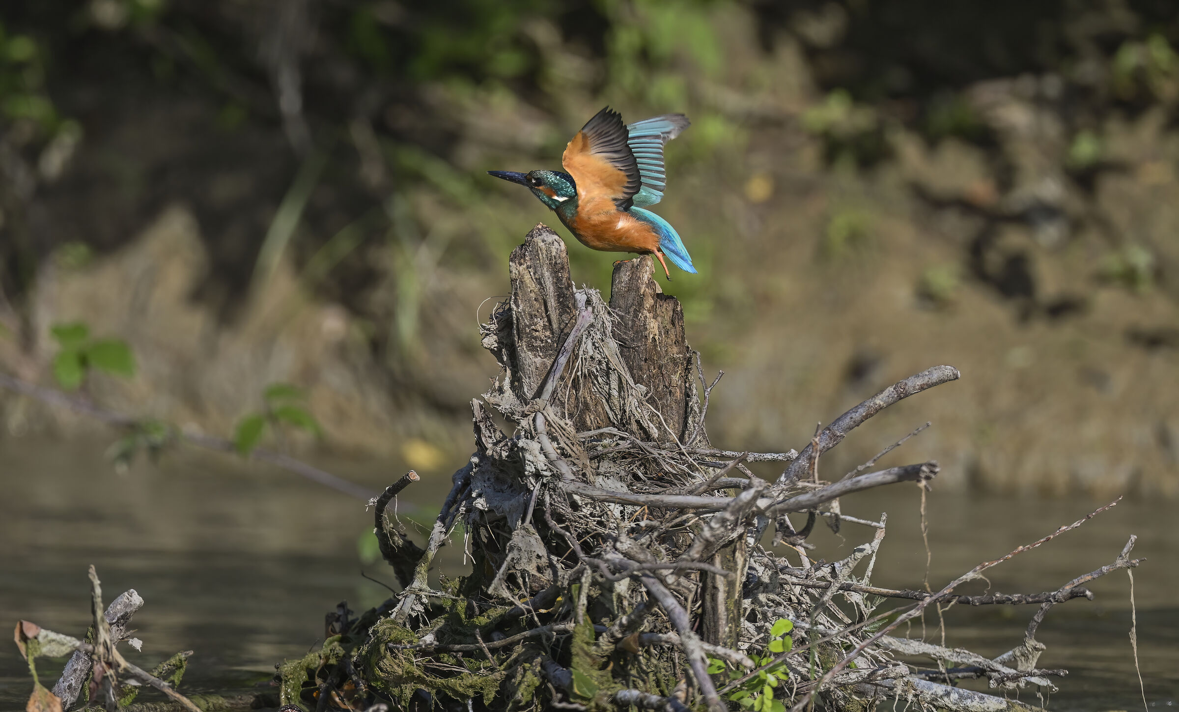 Kingfisher