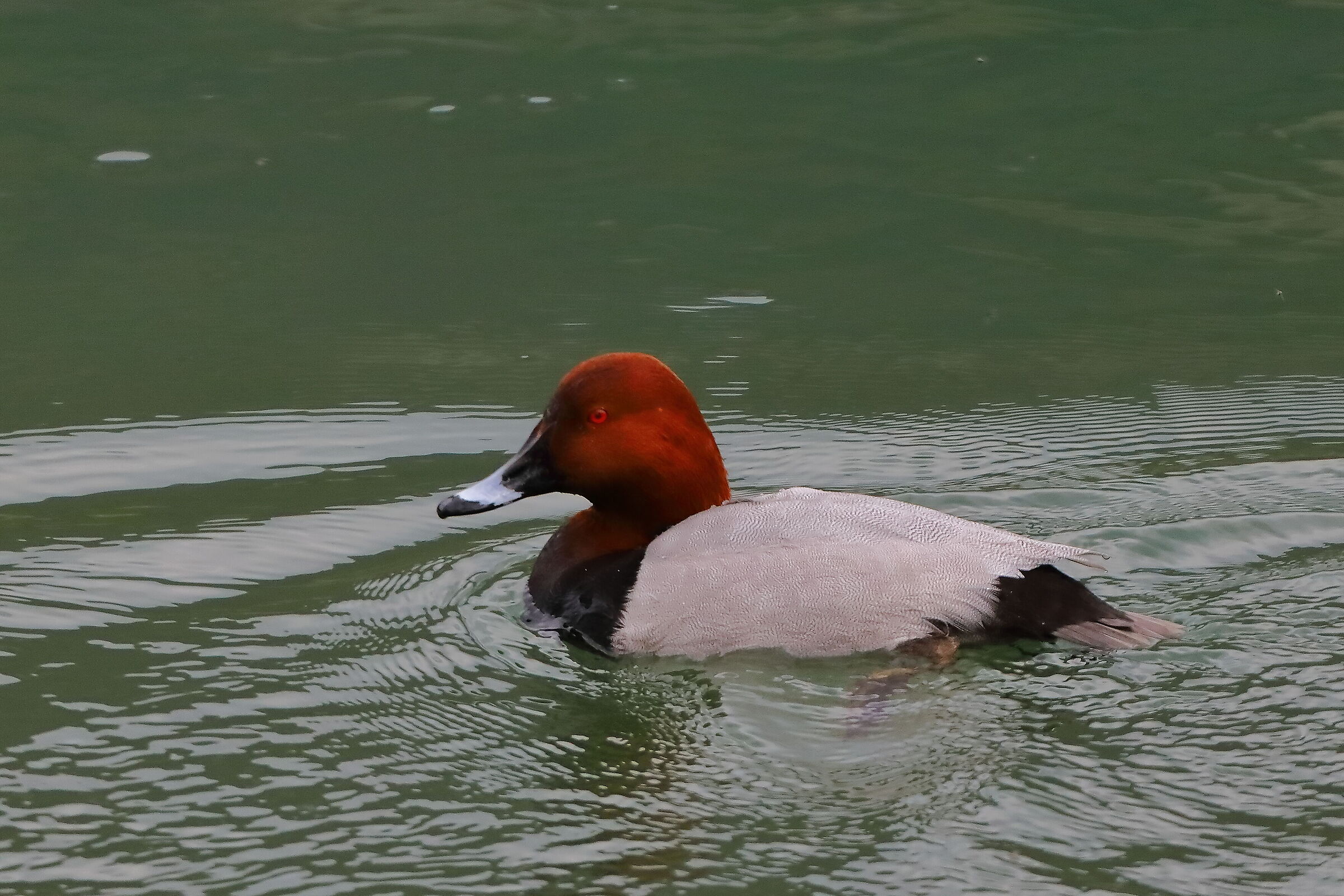 Moriglione M 05-04-2024 - 0005