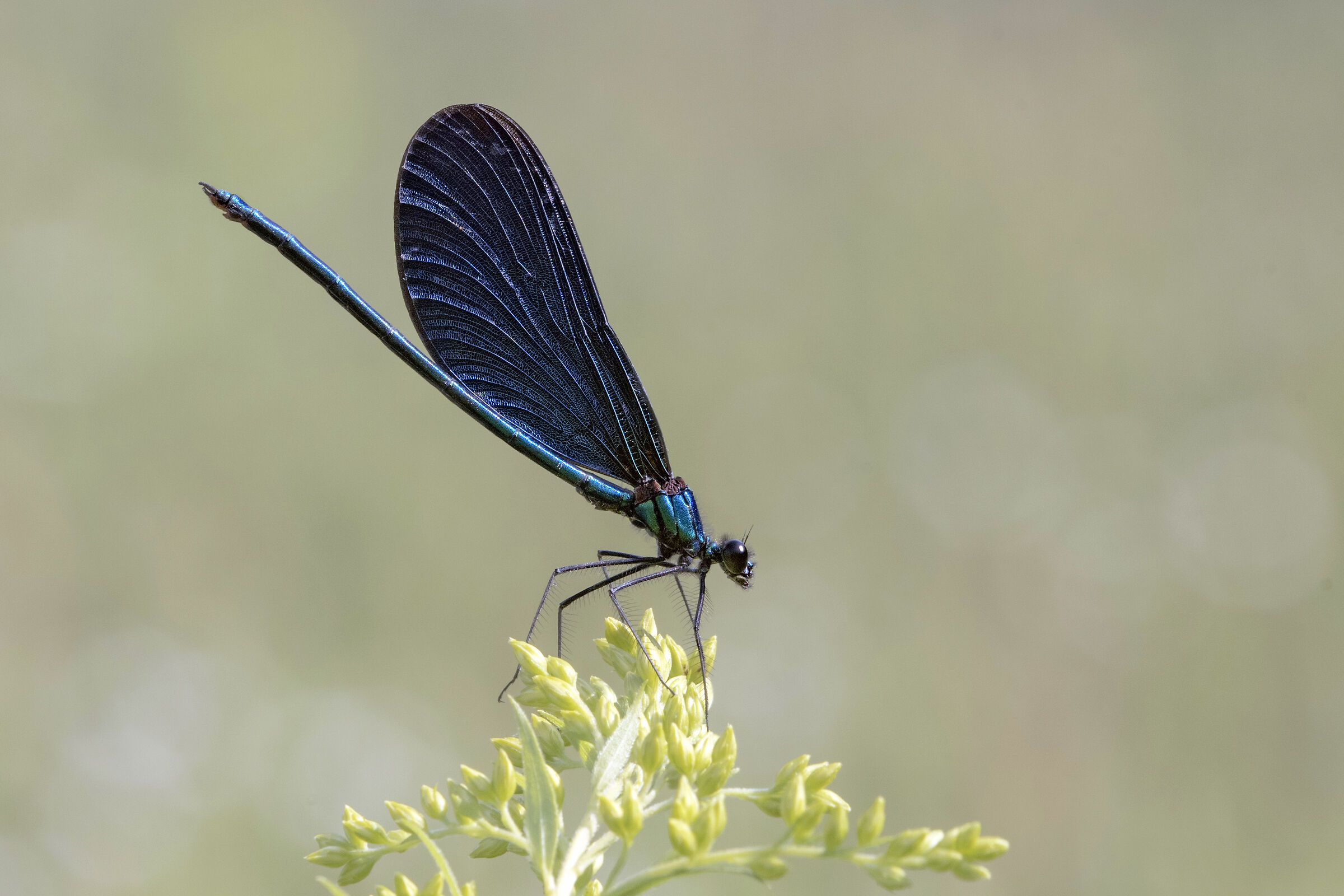 Calopteryx virgo male