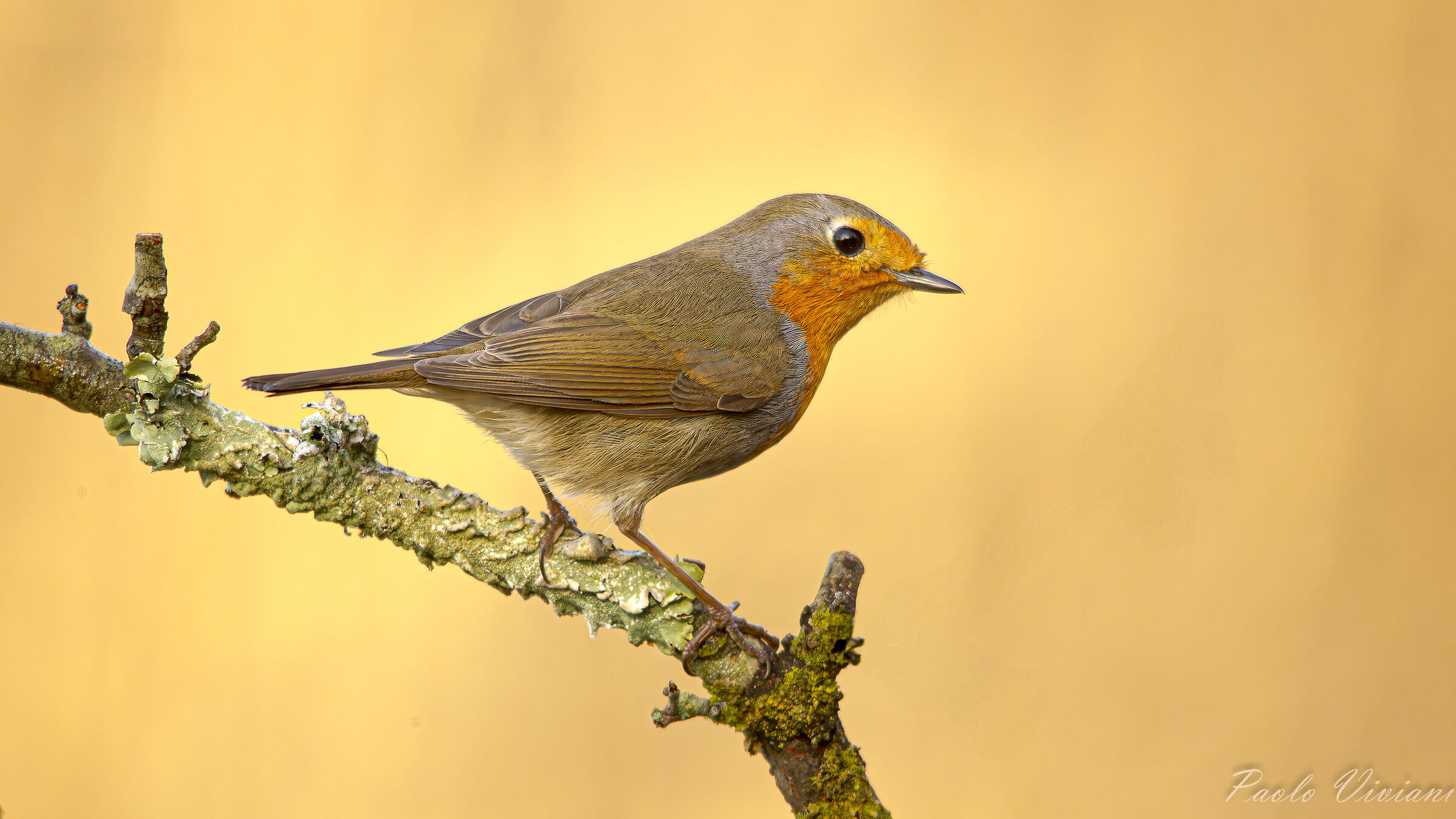 Robin