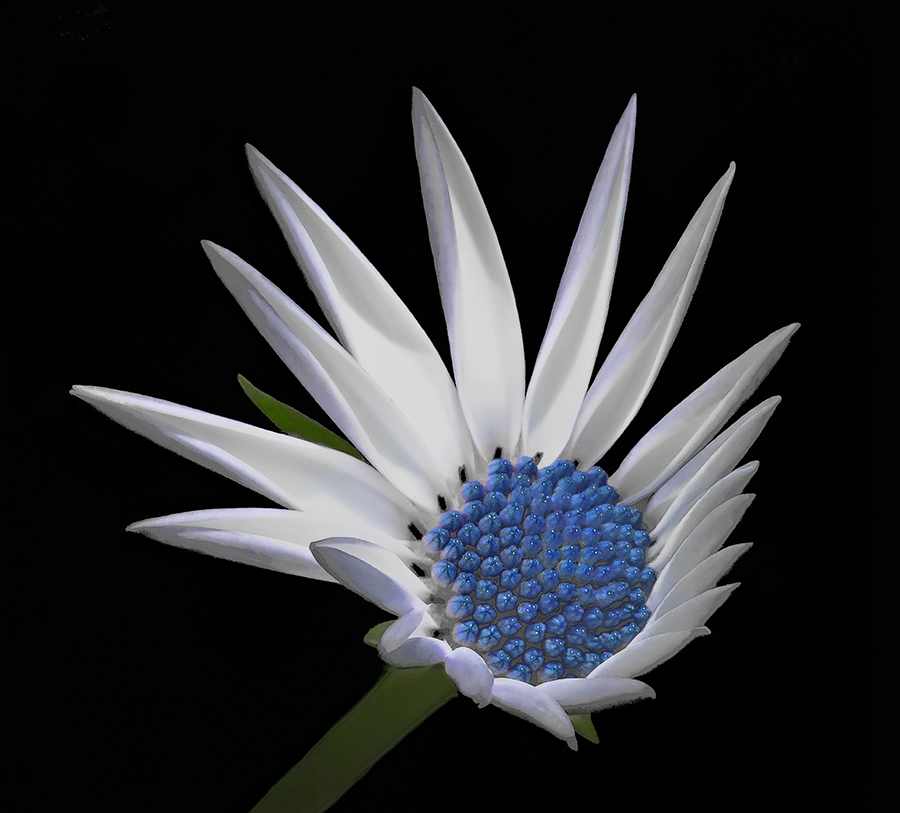 L'entusiasmo di sbocciare