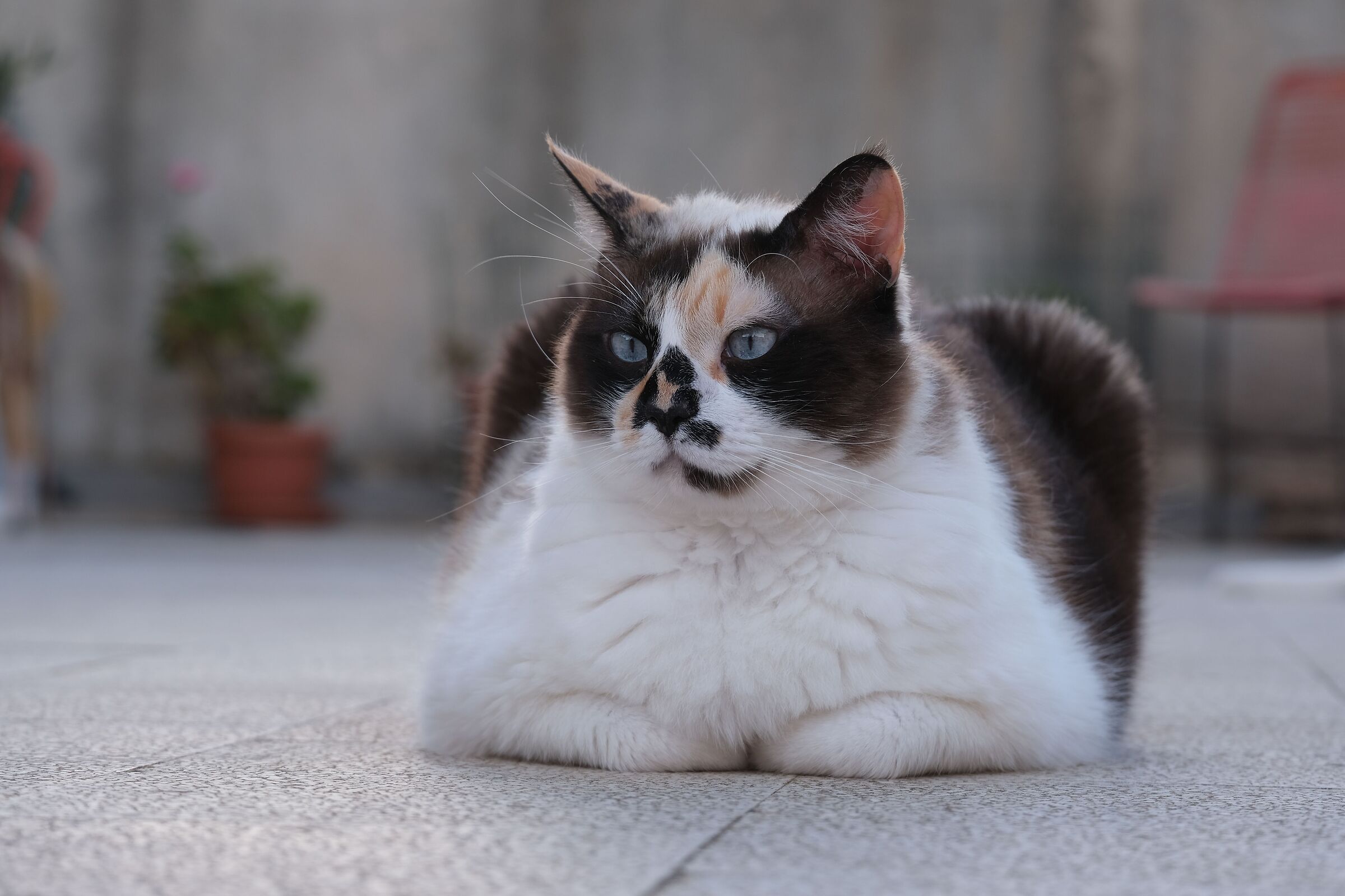 Lulu