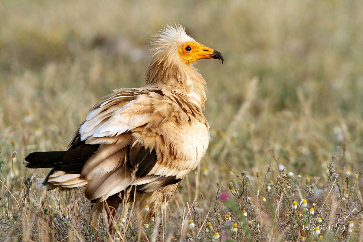 Neophron percnopterus