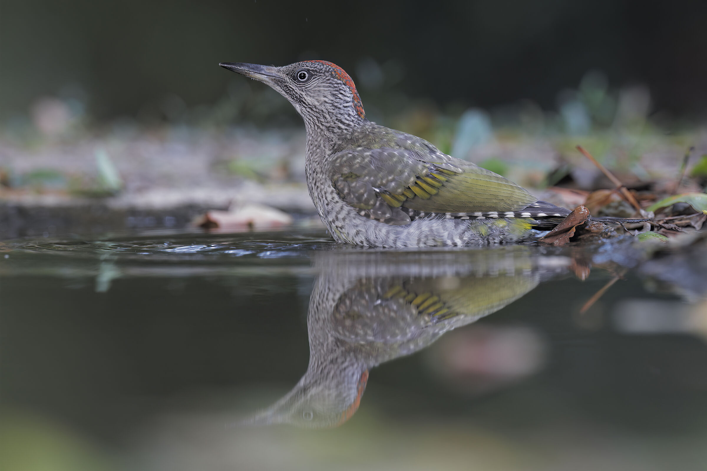 Green Woodpecker female juv.
