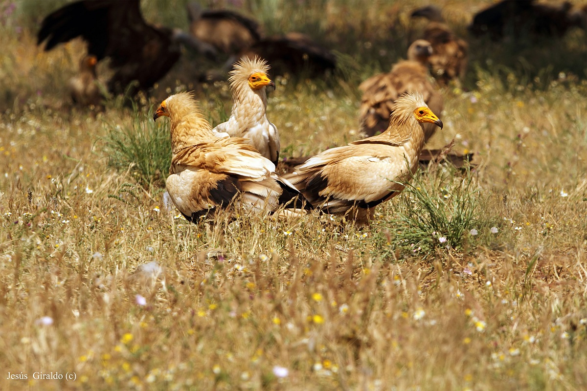 Neophron percnopterus