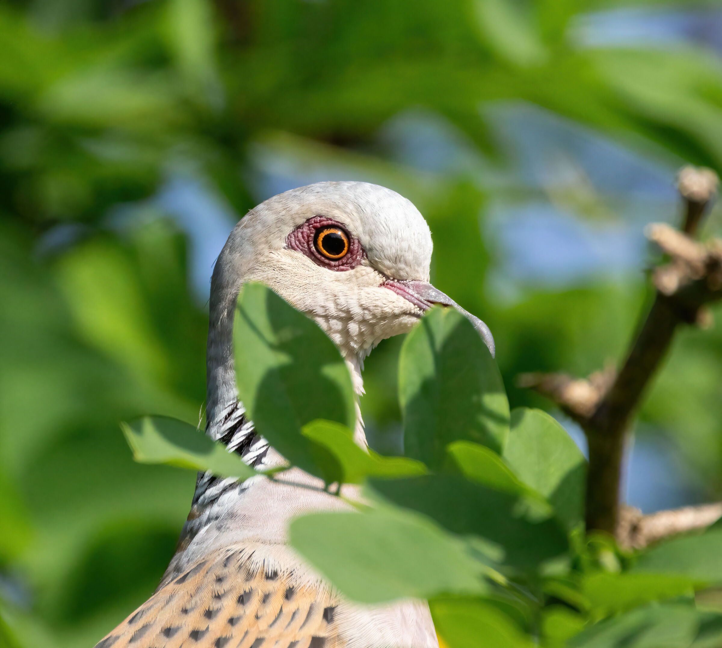 Tortora selvatica 3