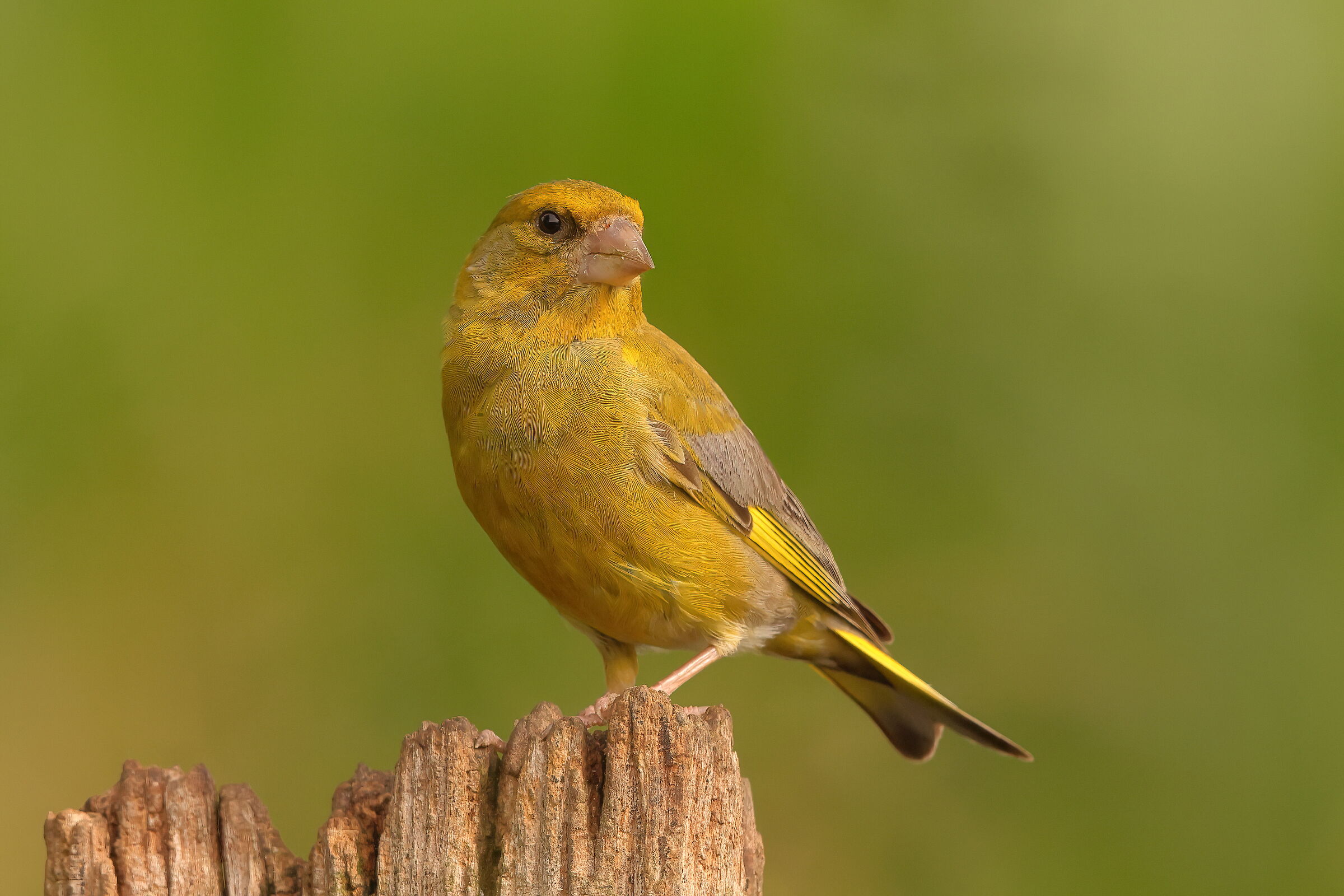 Greenfinch