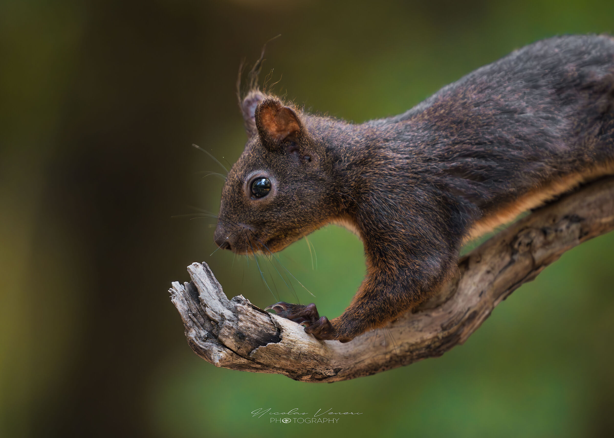 Common squirrel