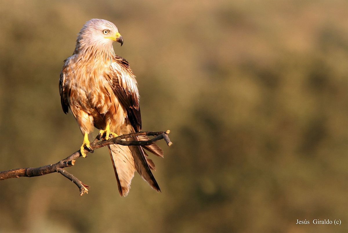 Red Kite