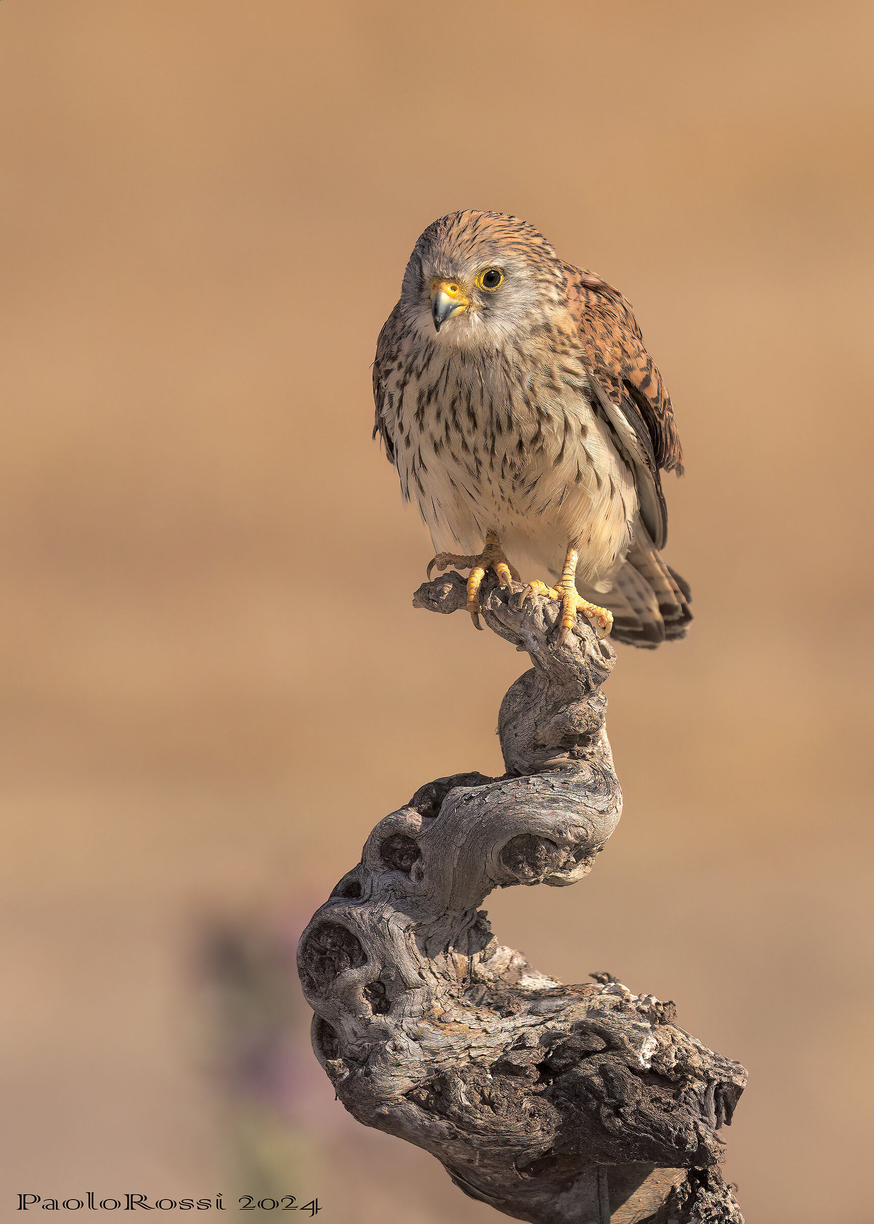 The Lesser Kestrel ...