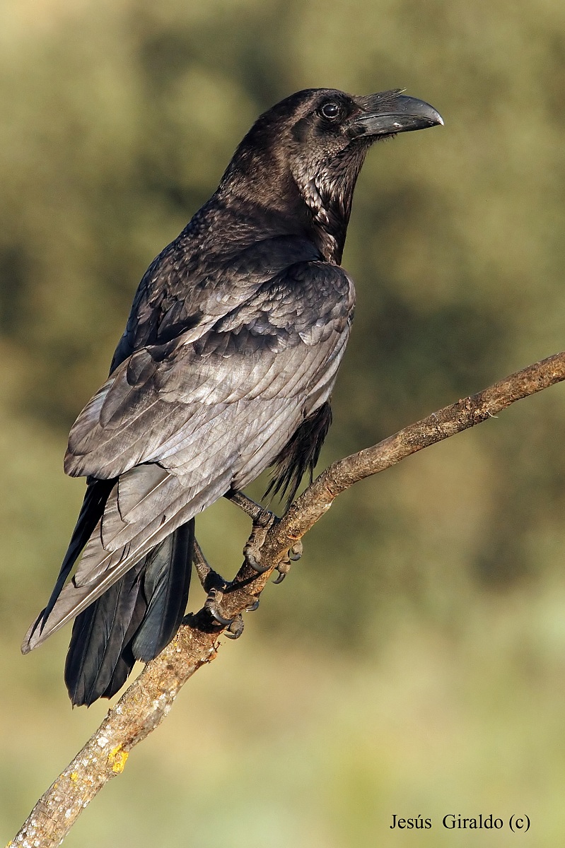 Corvus corax