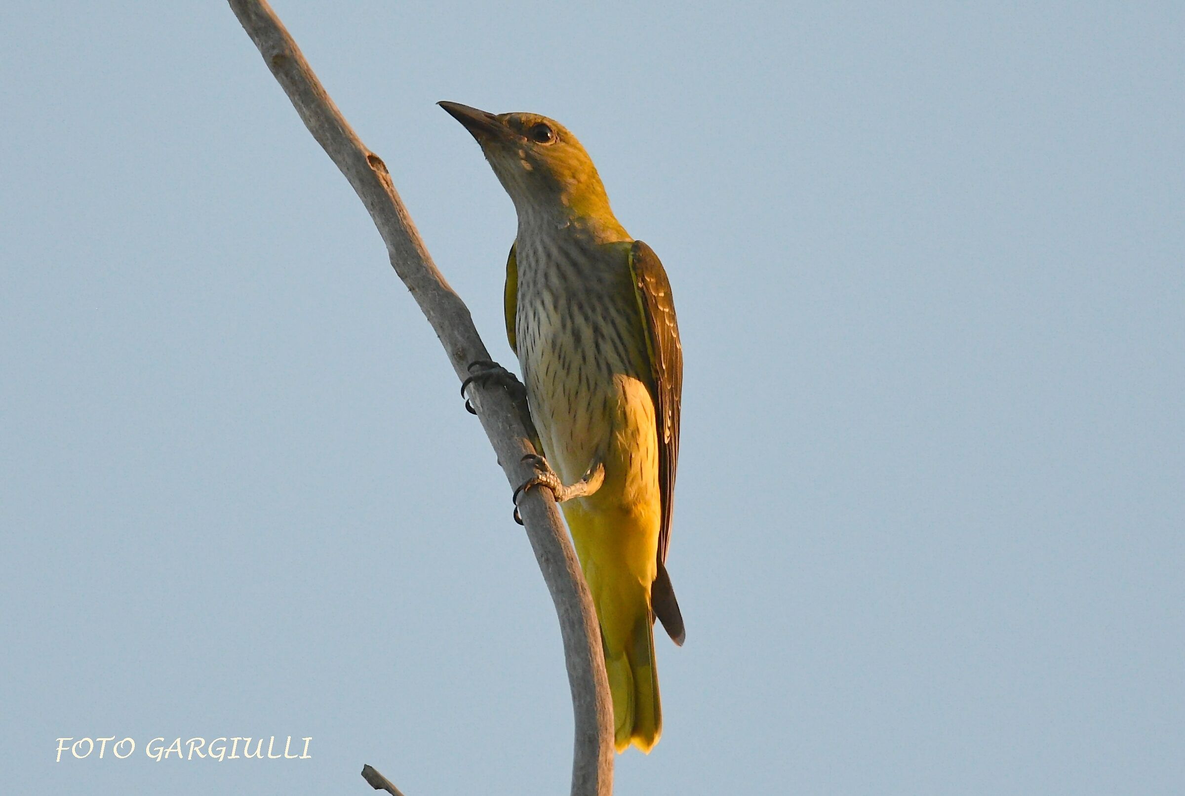 Young male oriole