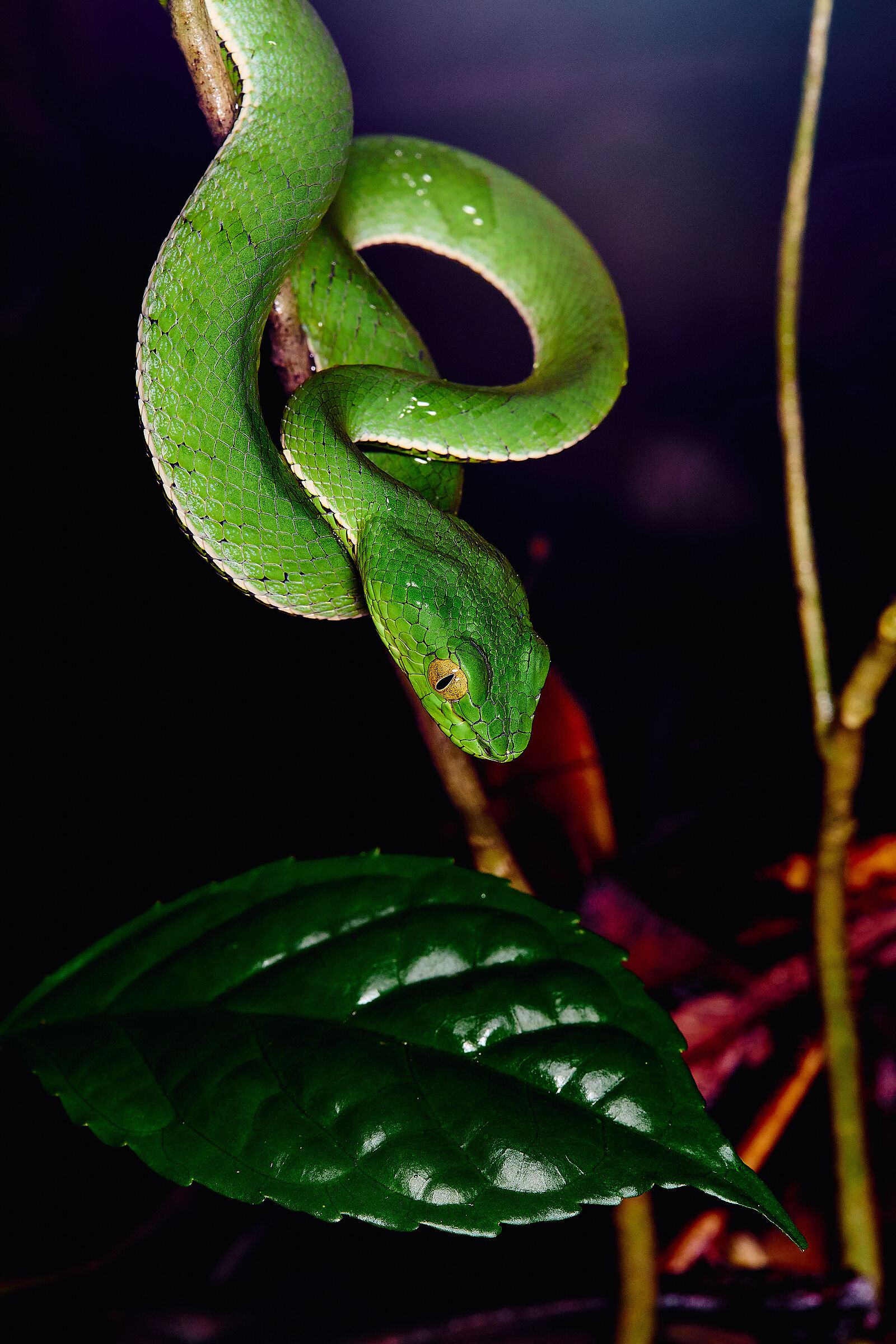 Green viper of Borneo