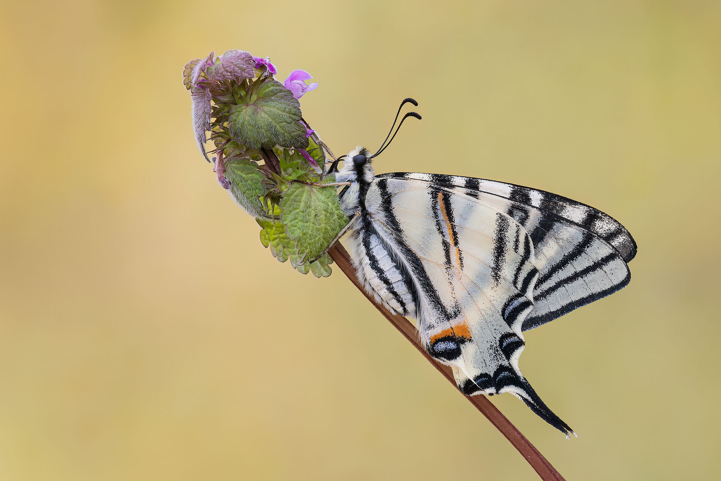 Scarce swallowtail