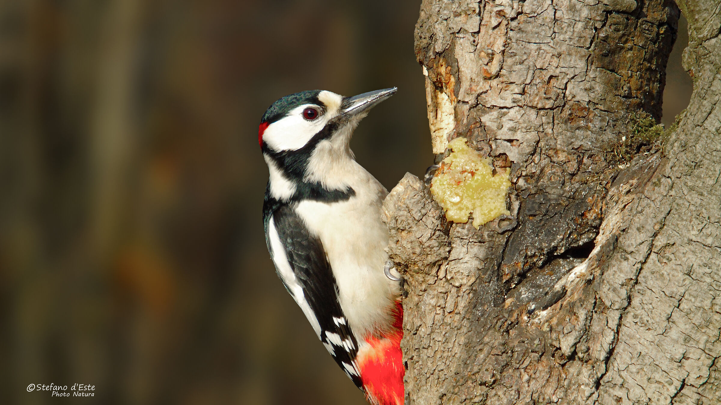 Spotted woodpecker