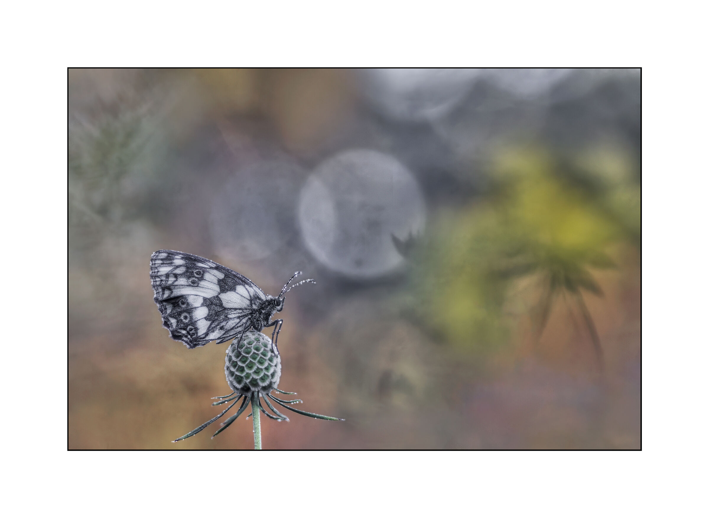 melanargia
