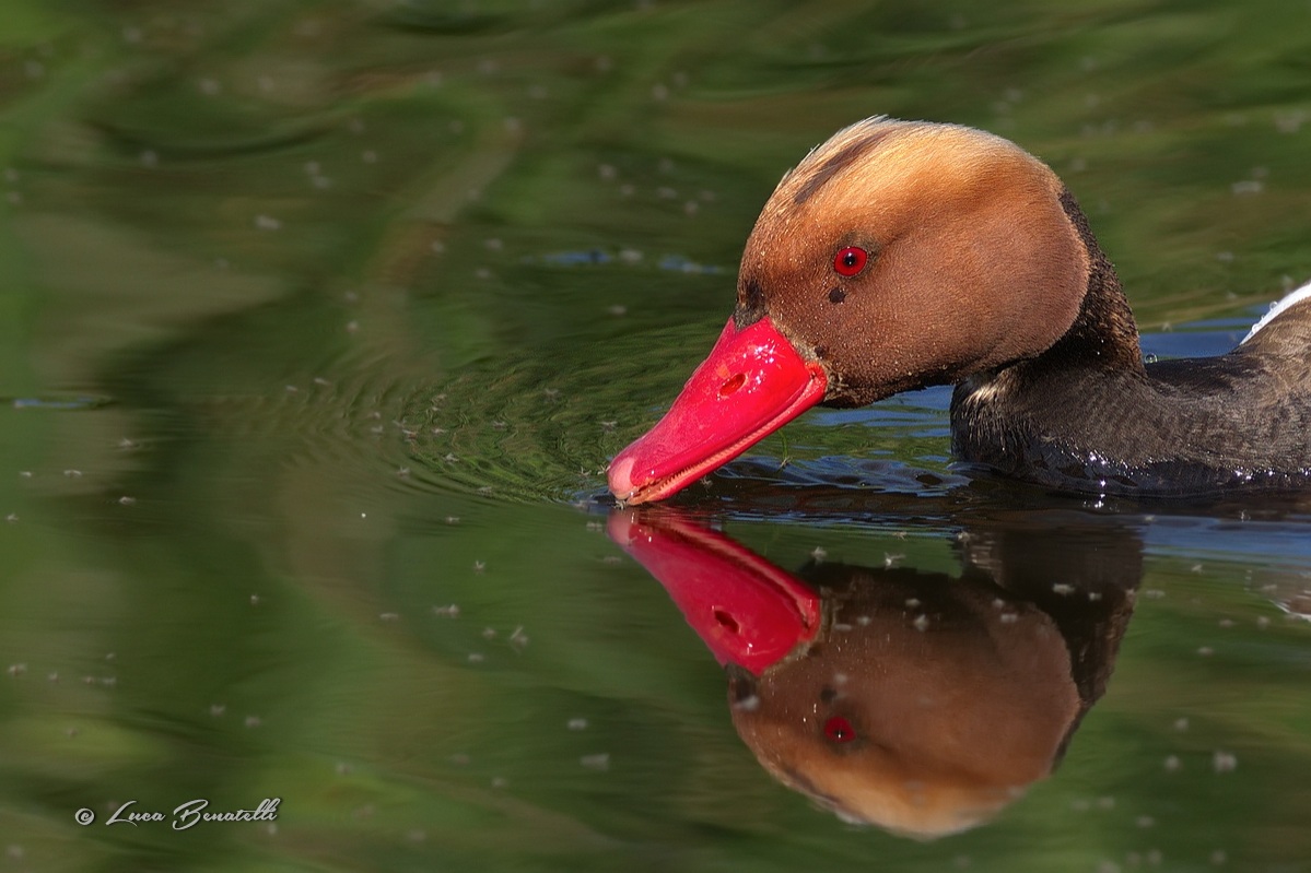 Portrait of crested turkish