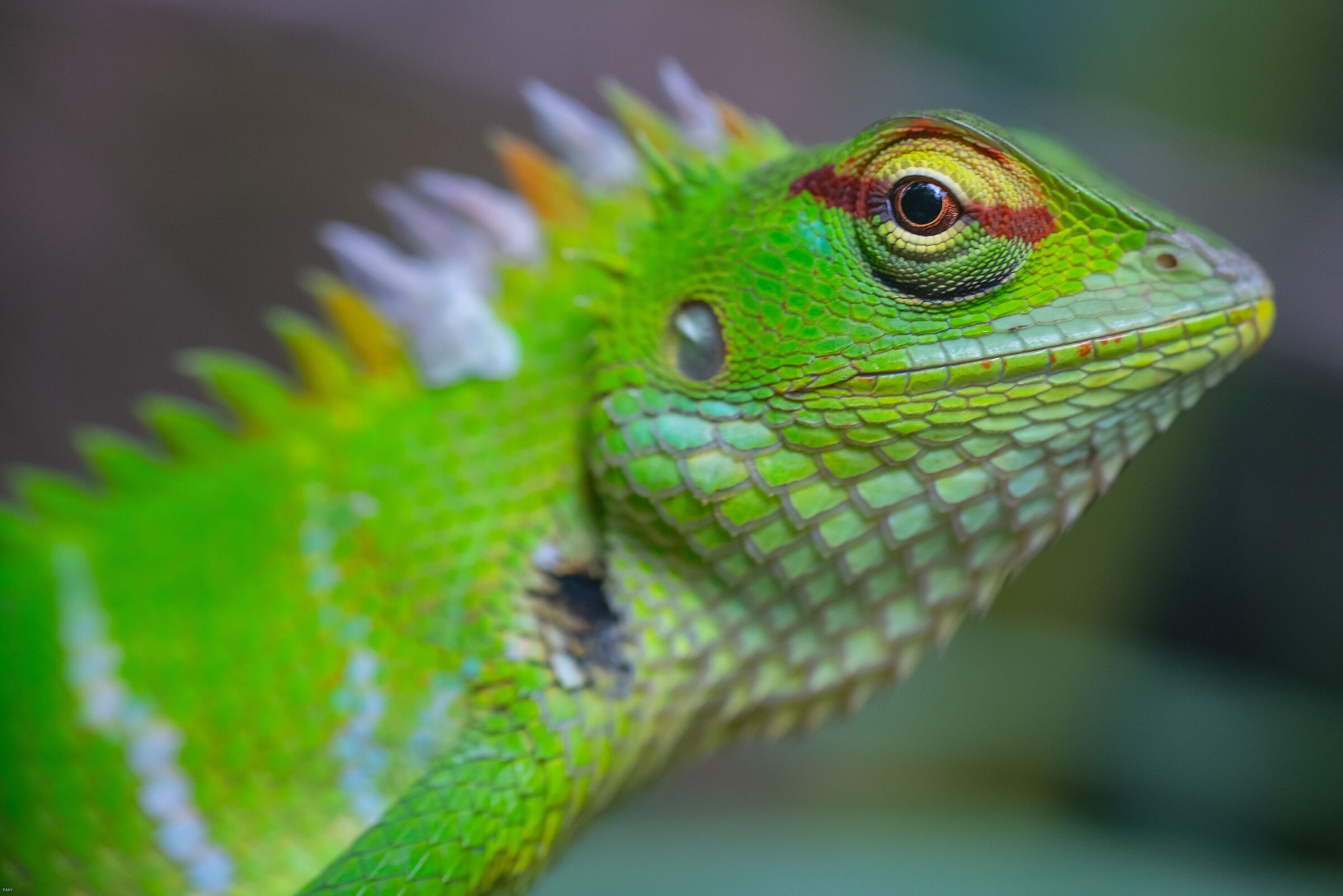 Iguana at Sinharaja Forest Reserve