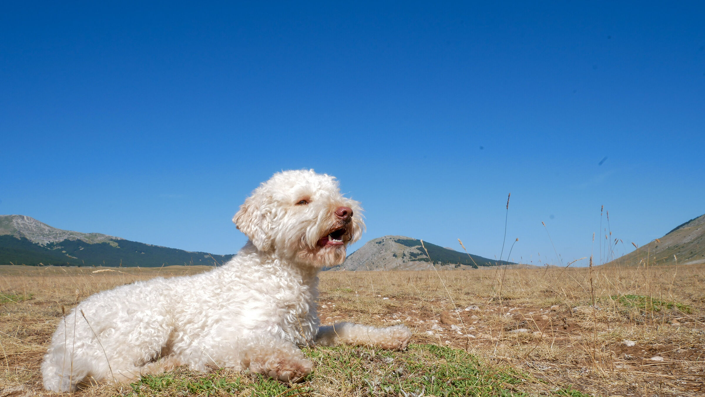 Brandy and Abruzzo