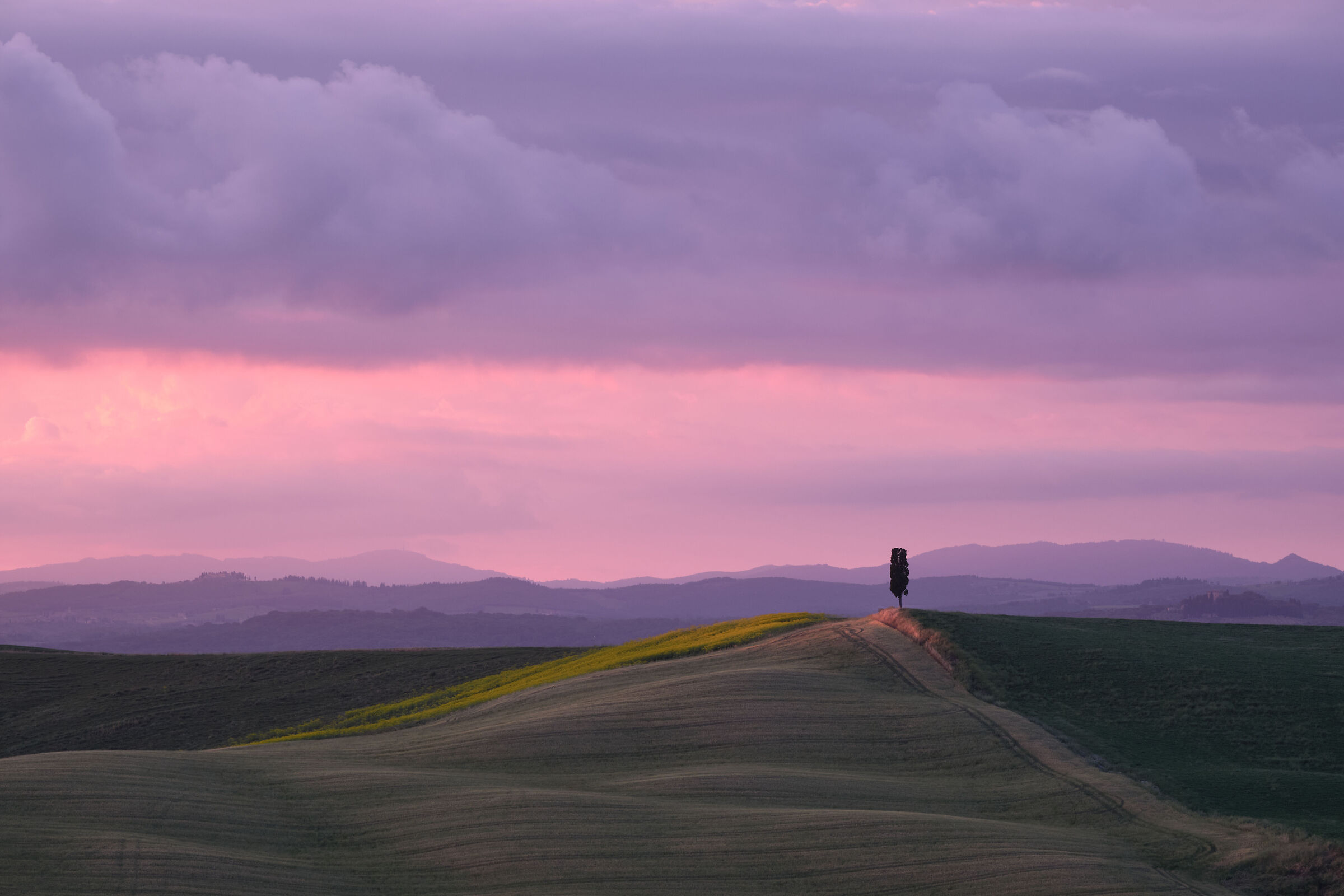 Lonely Cypress