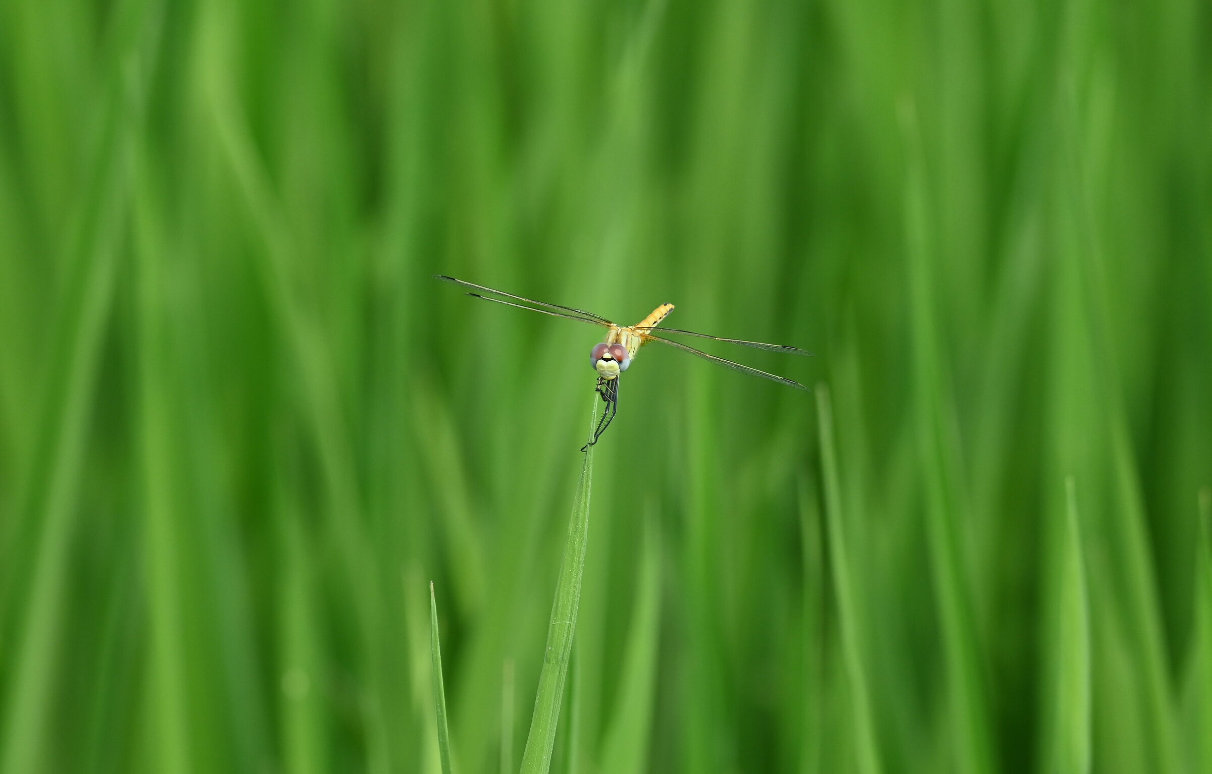 Natural Helicopter