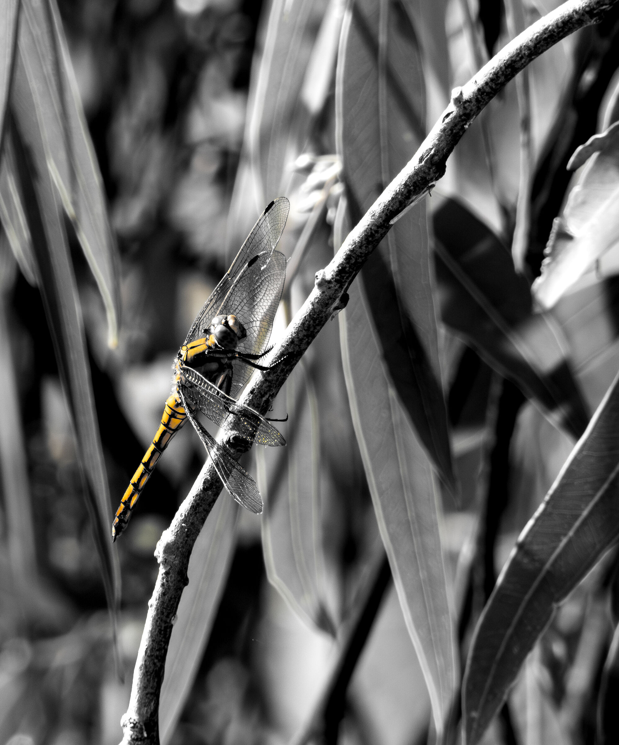 Immortalized with the magic dust still on her wings...