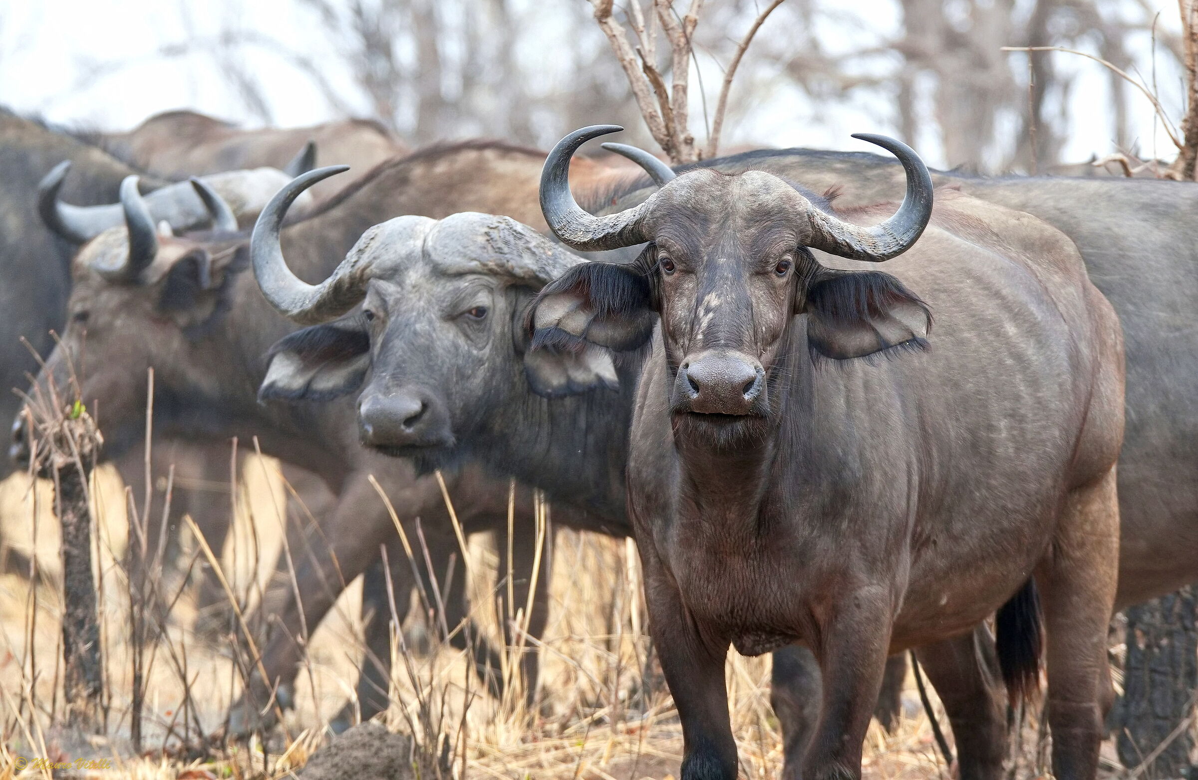 Buffaloes (Zambia)
