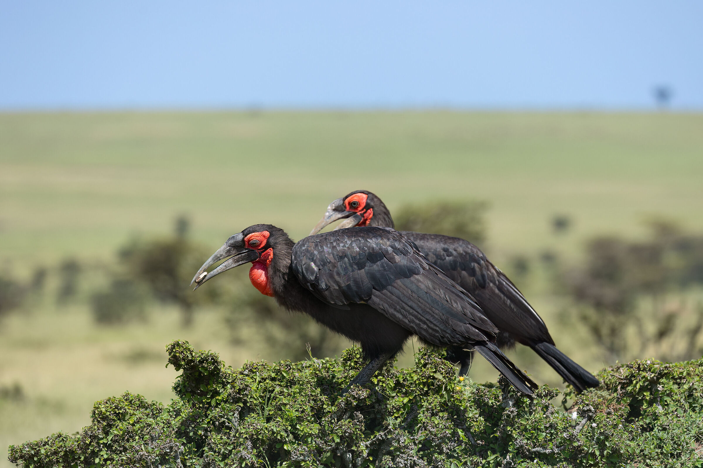 Southern ground hornbill - Bucorvo cafro