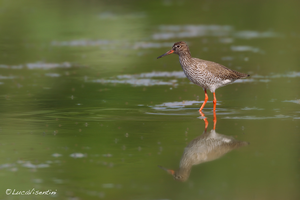 Redshank