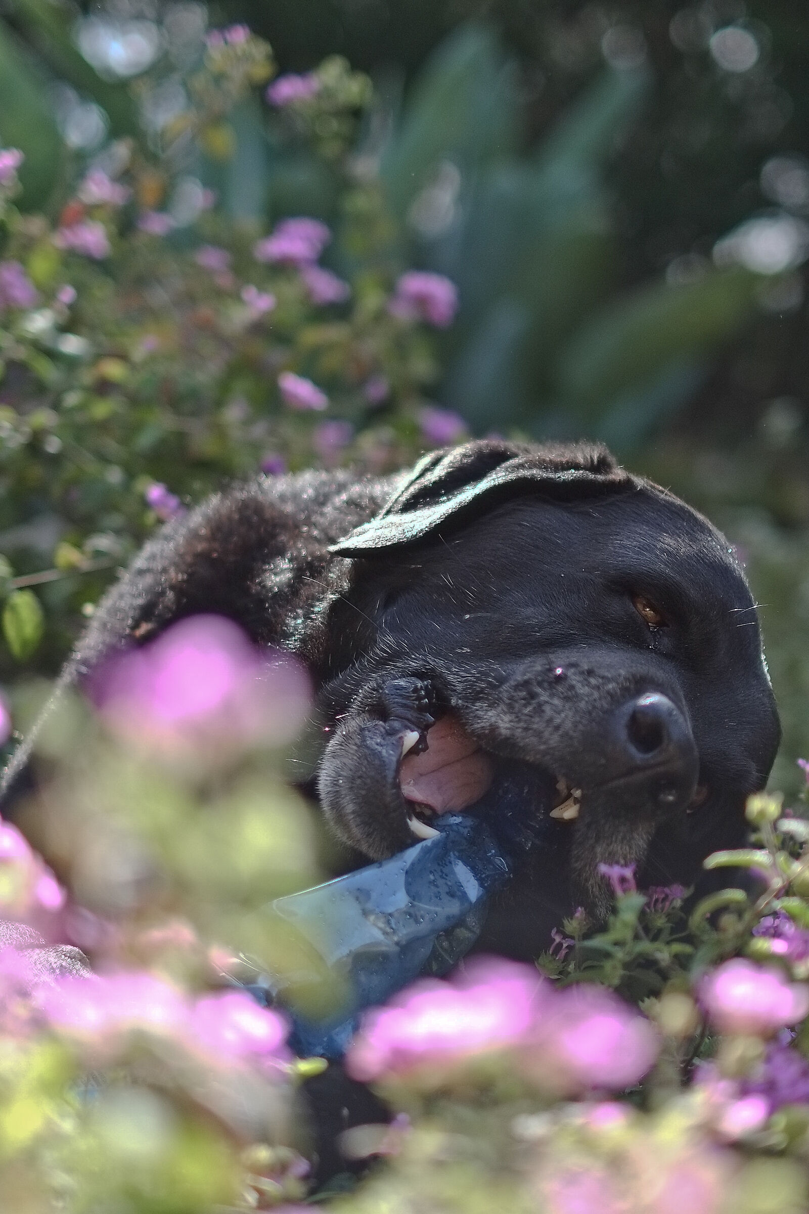 Nemo nibbles a bottle among the flowers