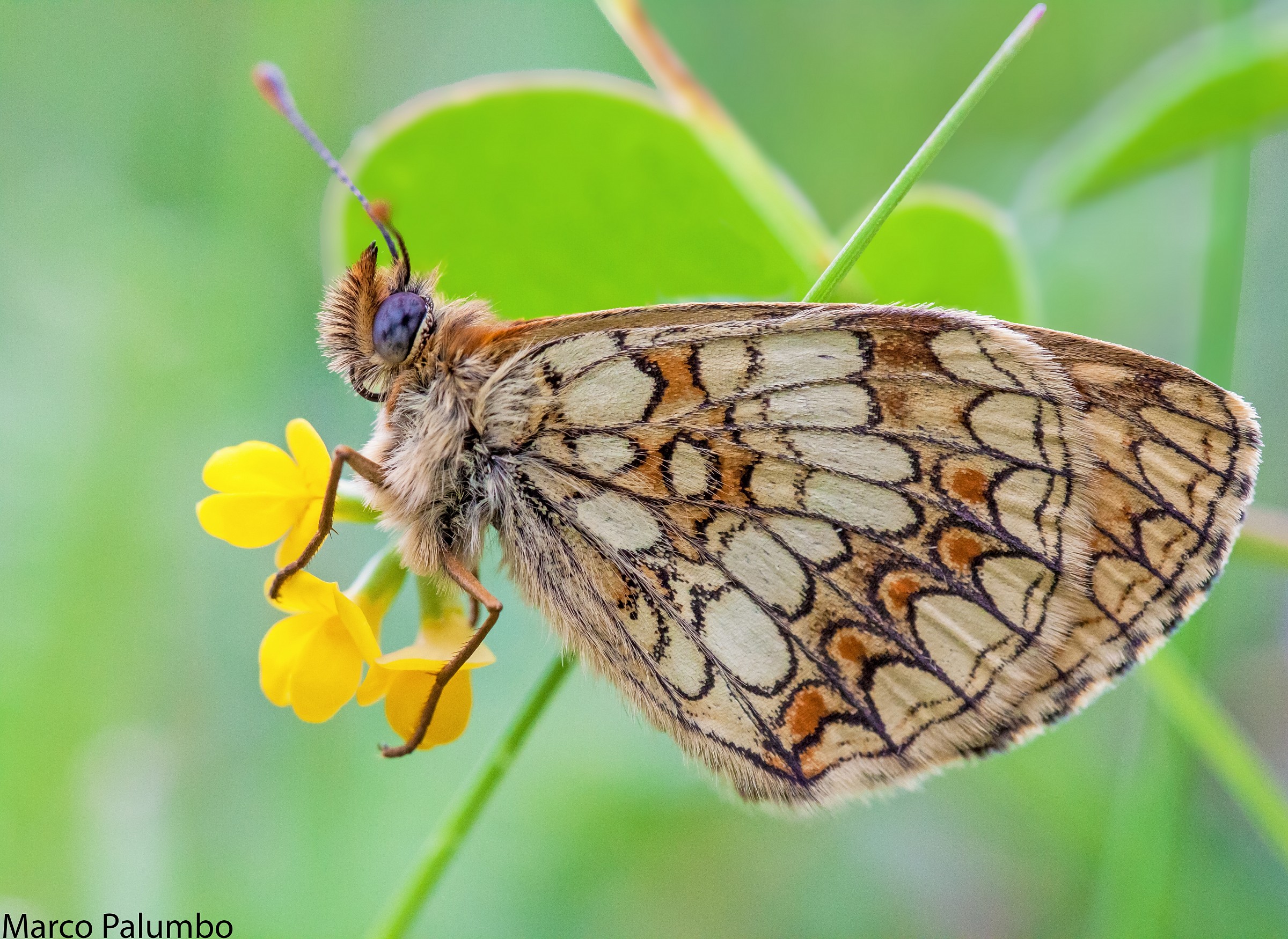 Melitaea