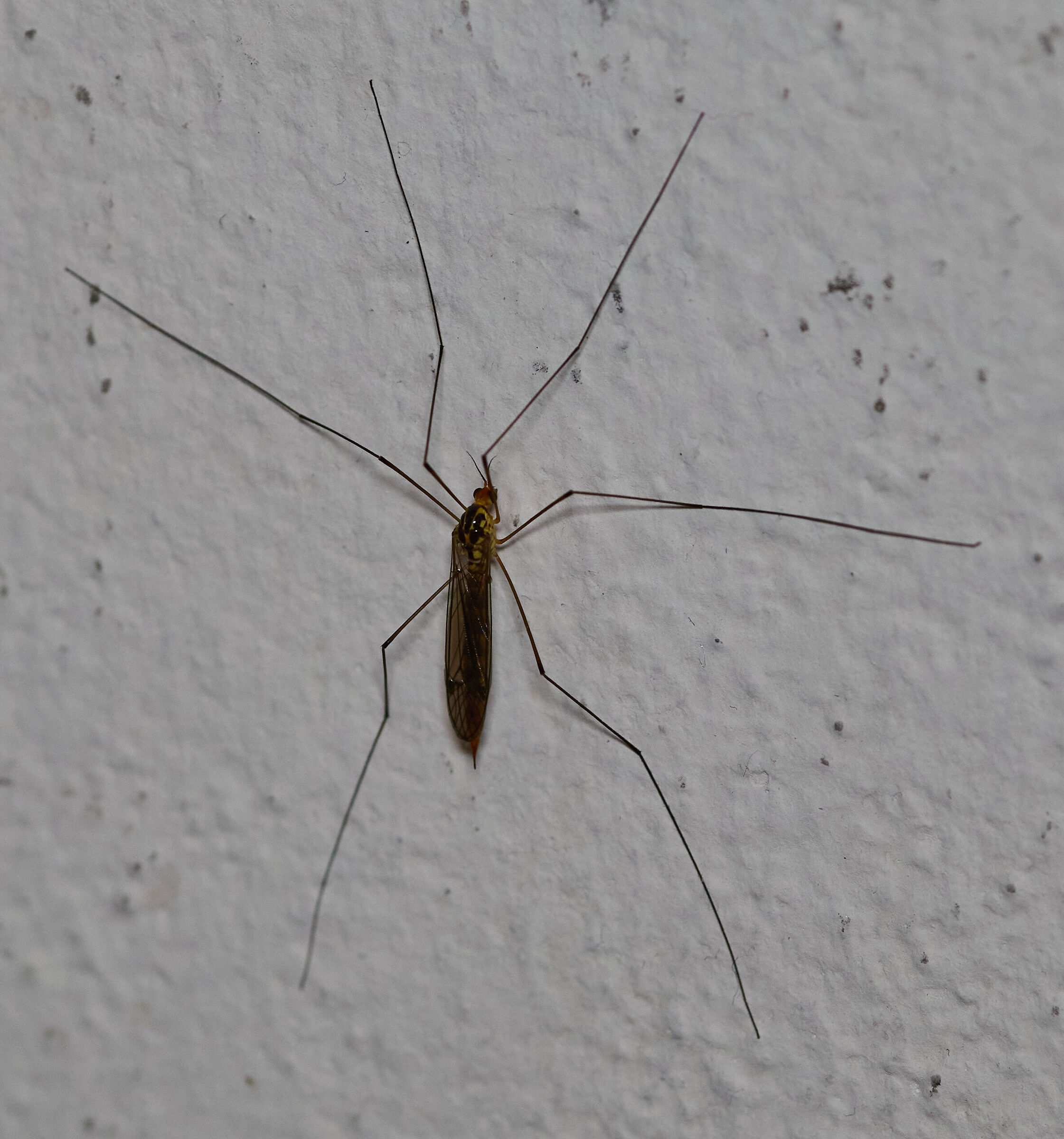 The Mosquito out of scale