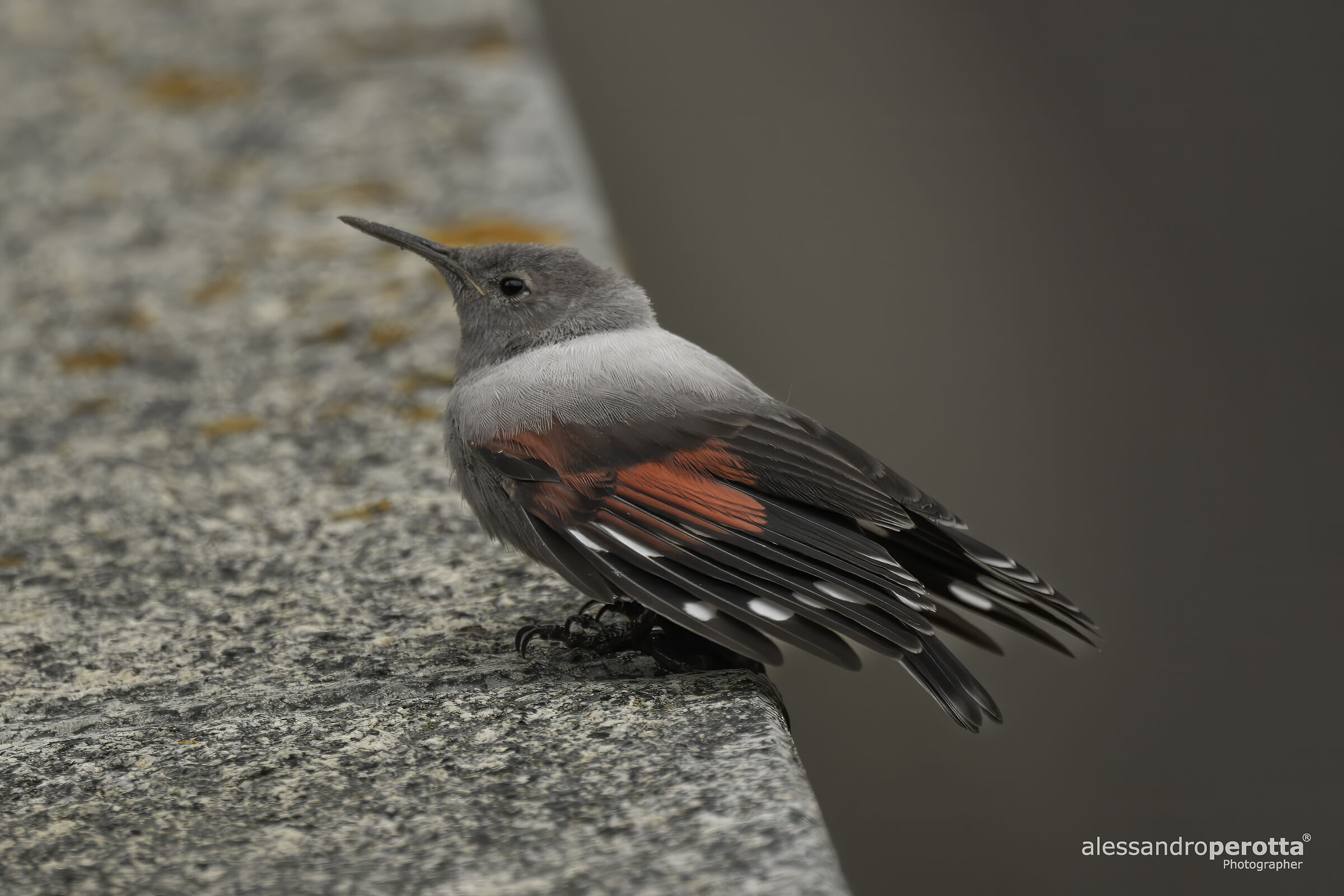 Tichodroma muraria (Picchio muratolo)