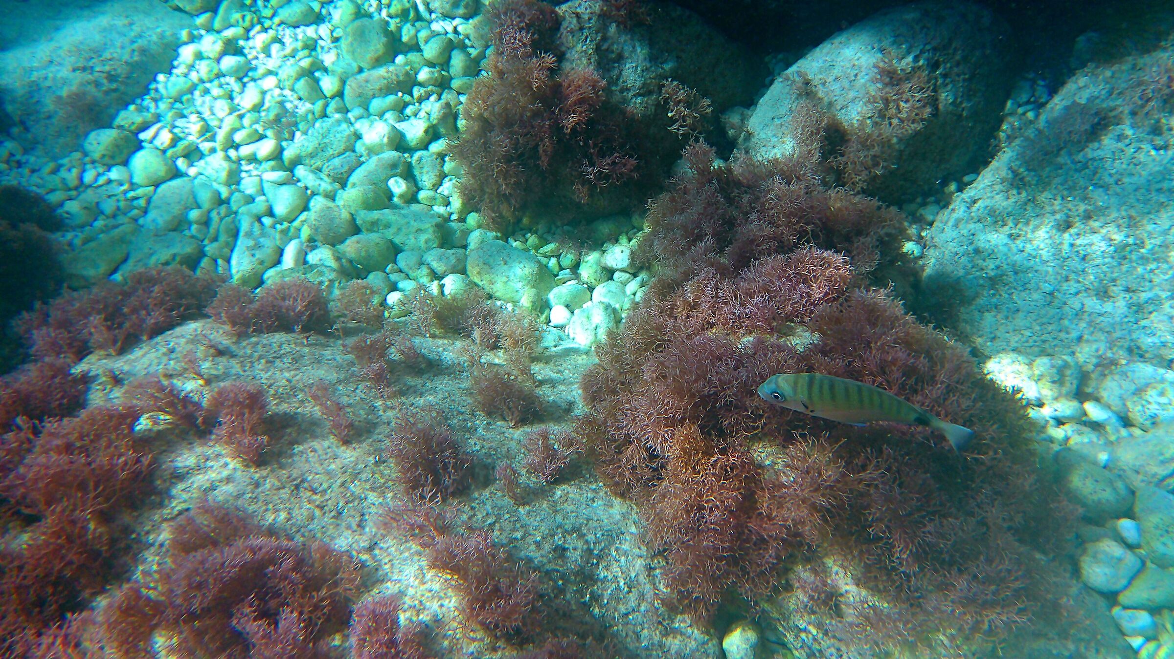 Zante. Bottom outside the cave