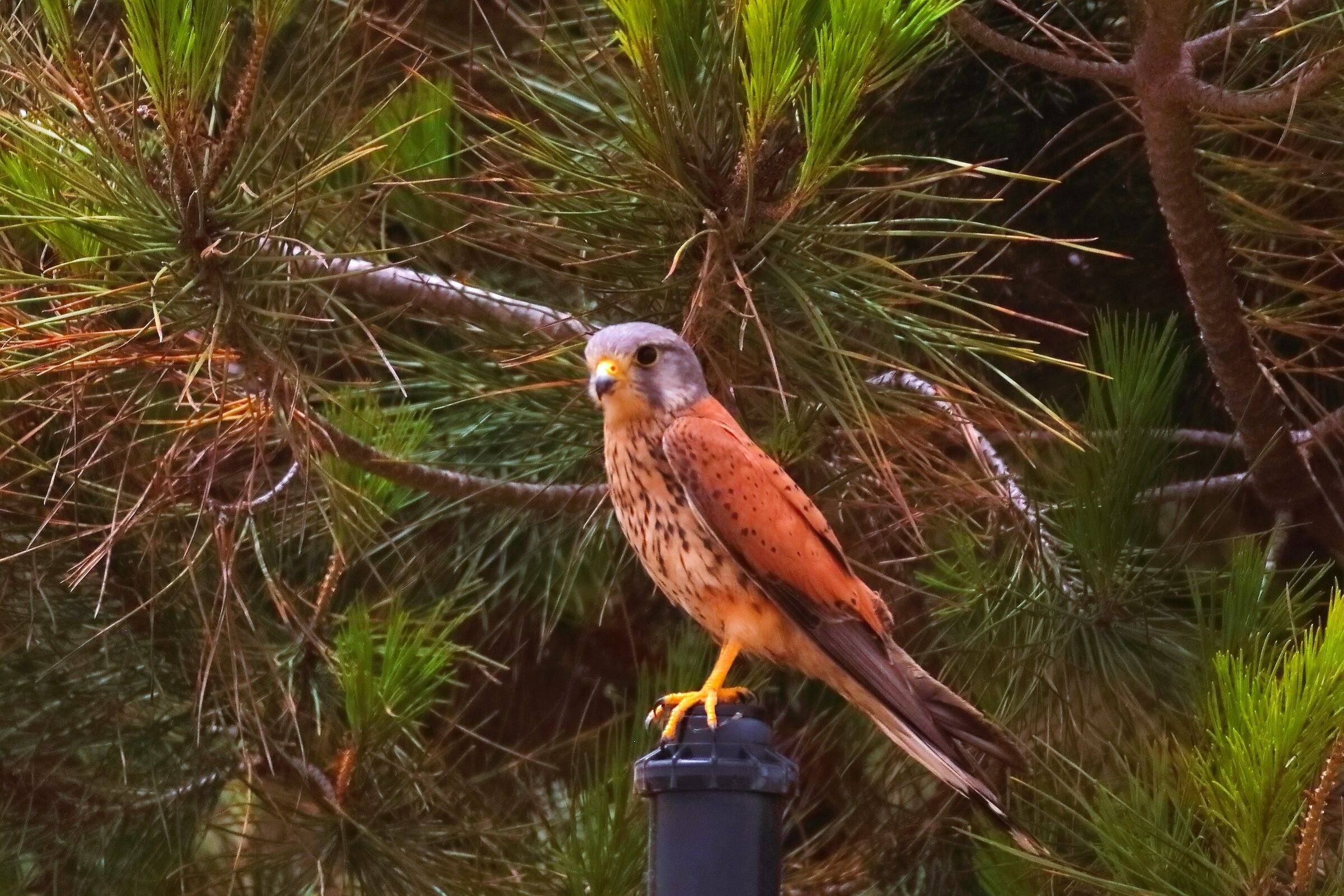 Gheppio 19-06-2024 - 0509