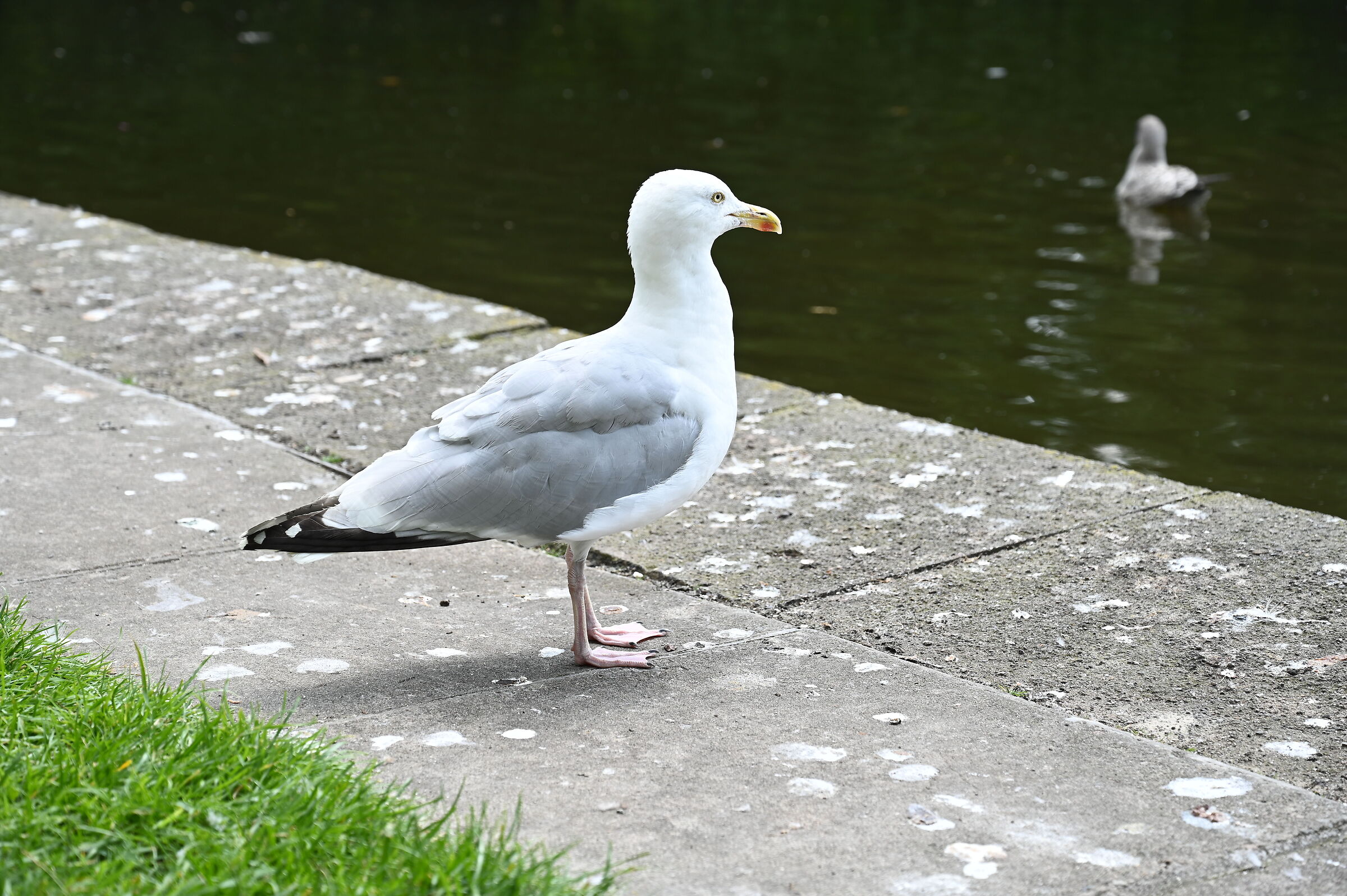 St. Stephen's Green Seagull
