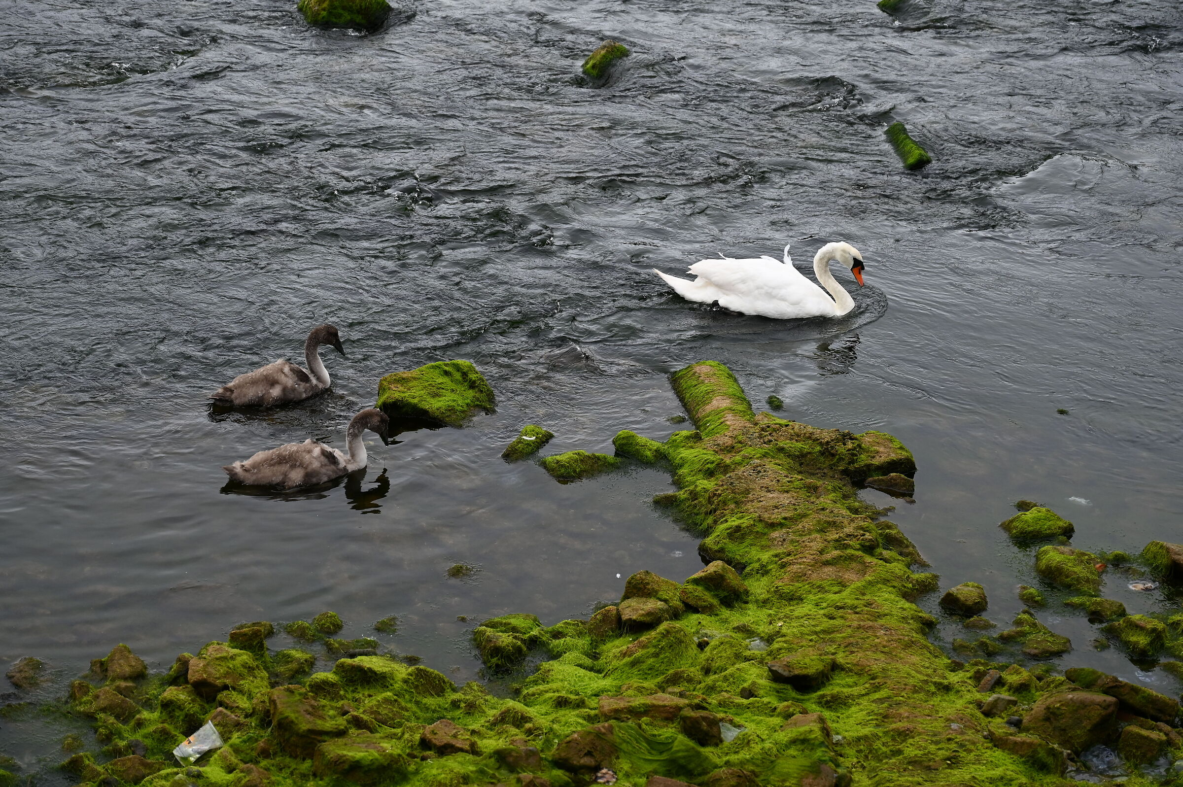 Galway Swans