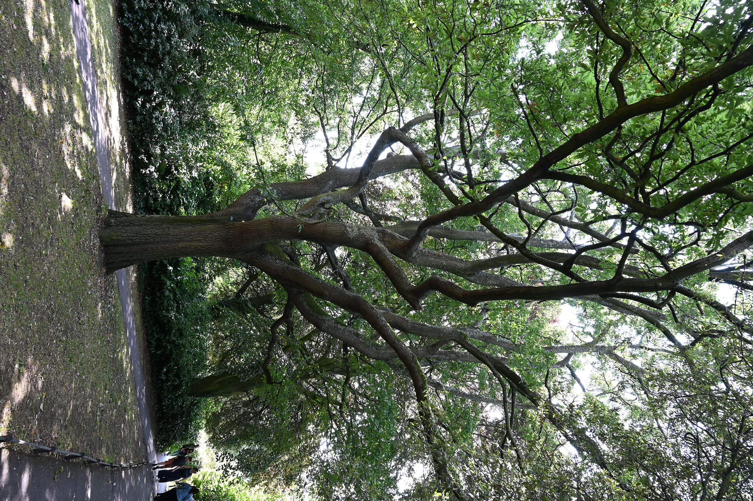 Tree St. Stephen's Green