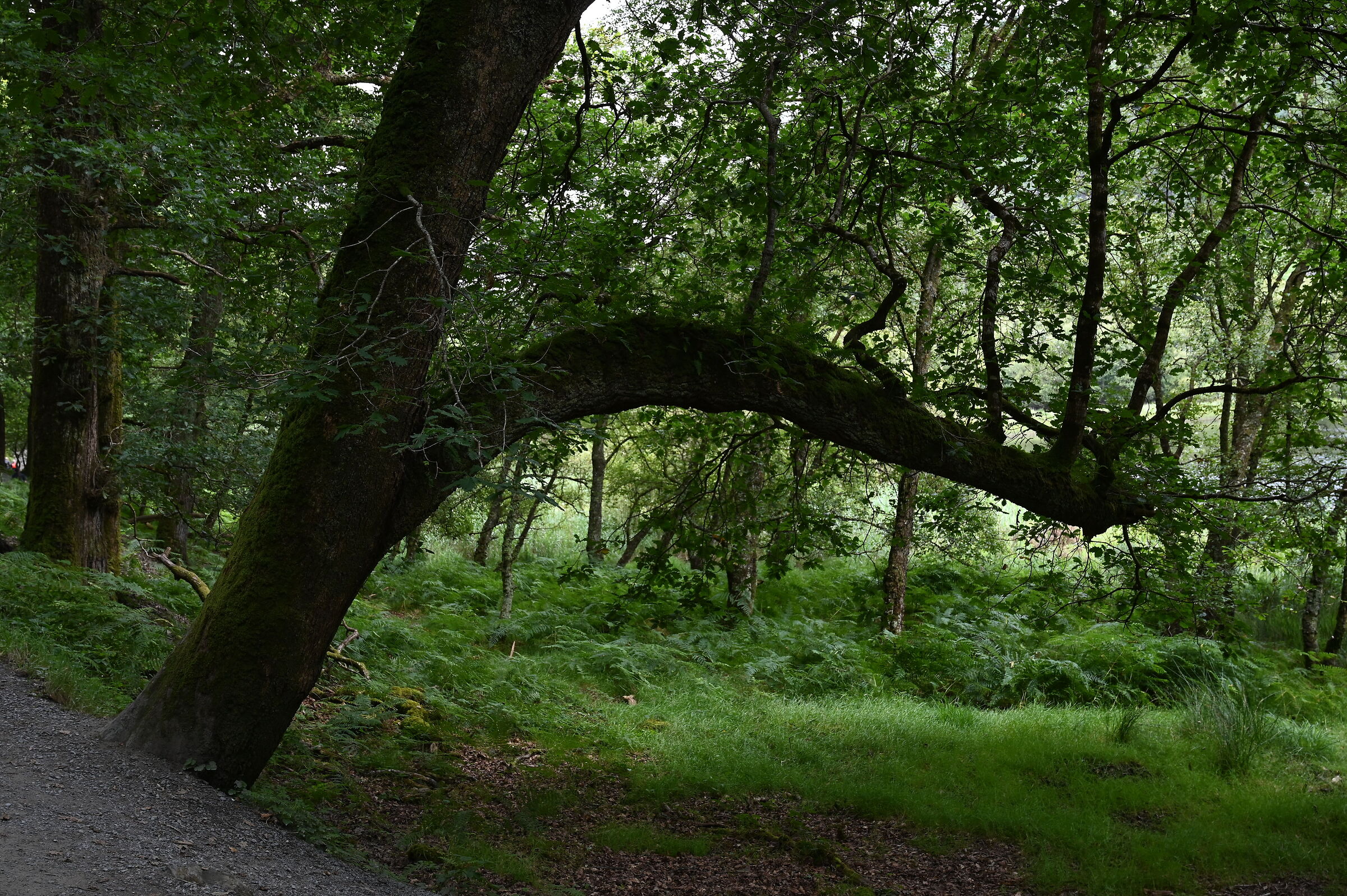 Tree Wicklow