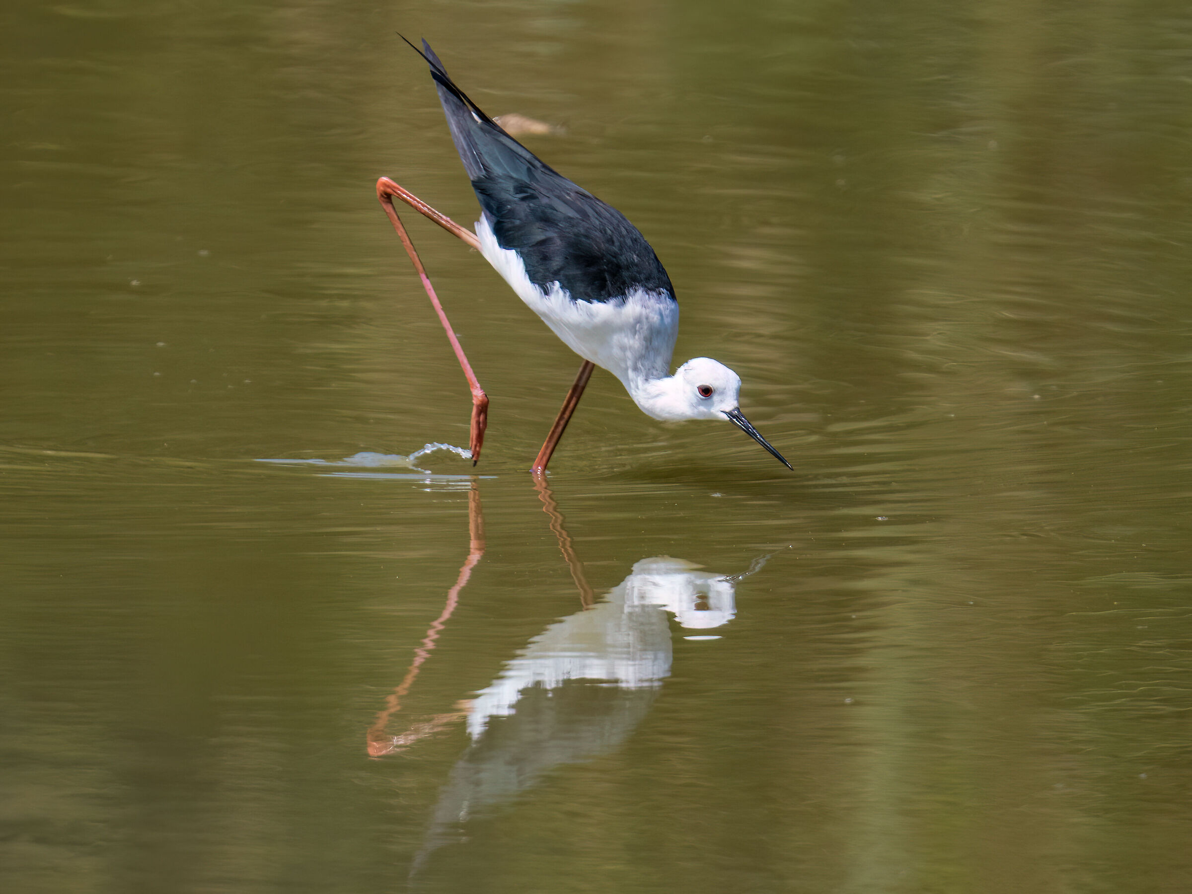 Black-winged Stilt
