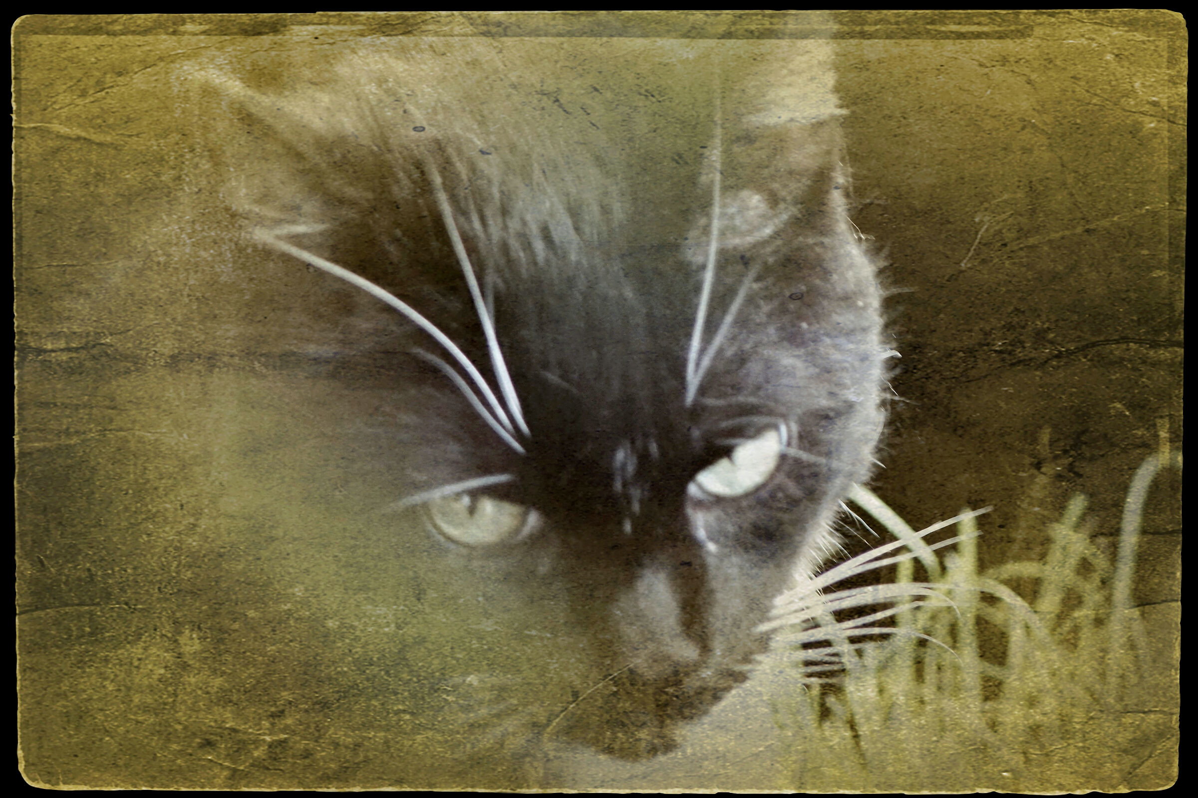 Tristezza da gatto...