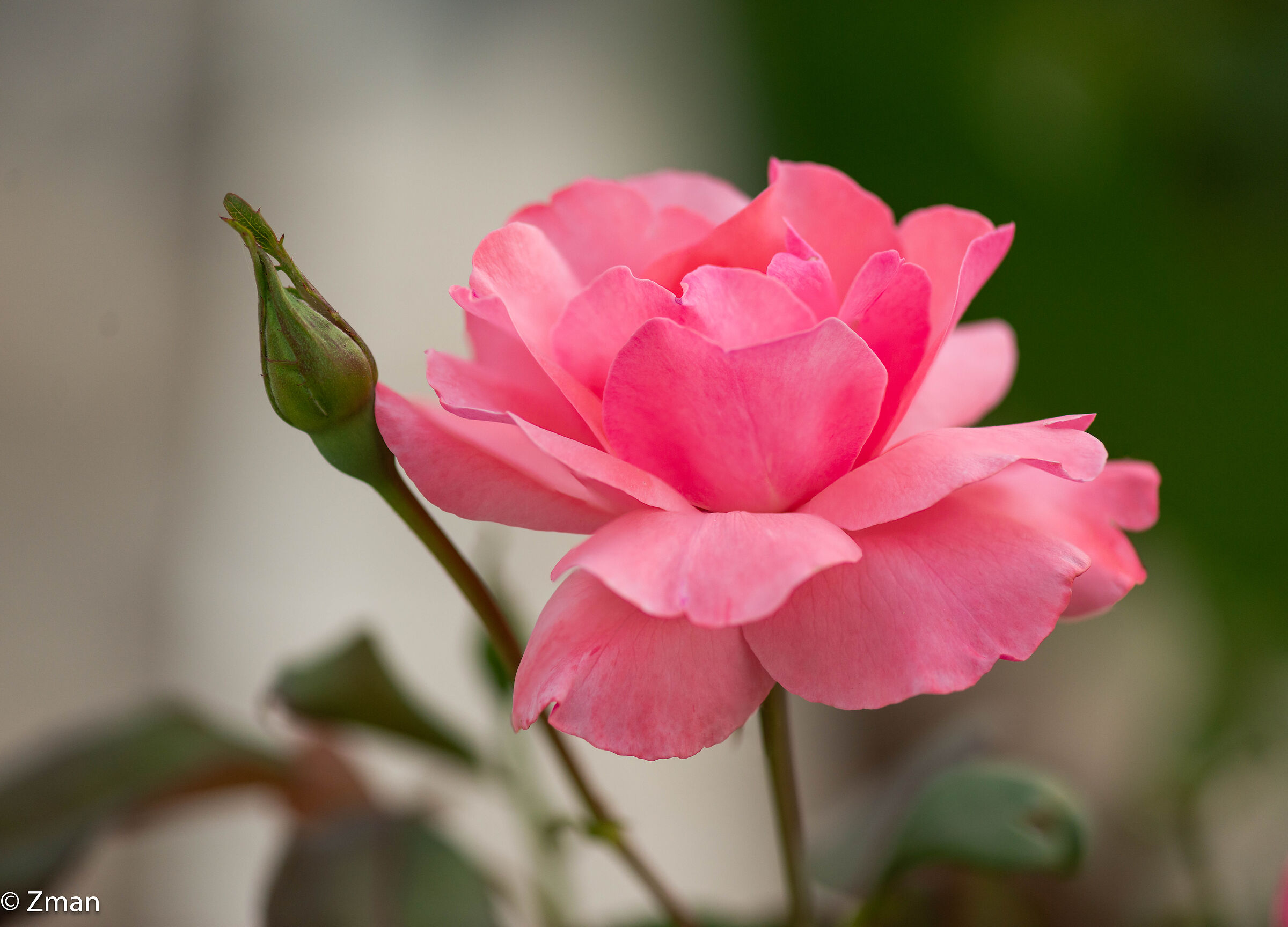 Rosa Rosa