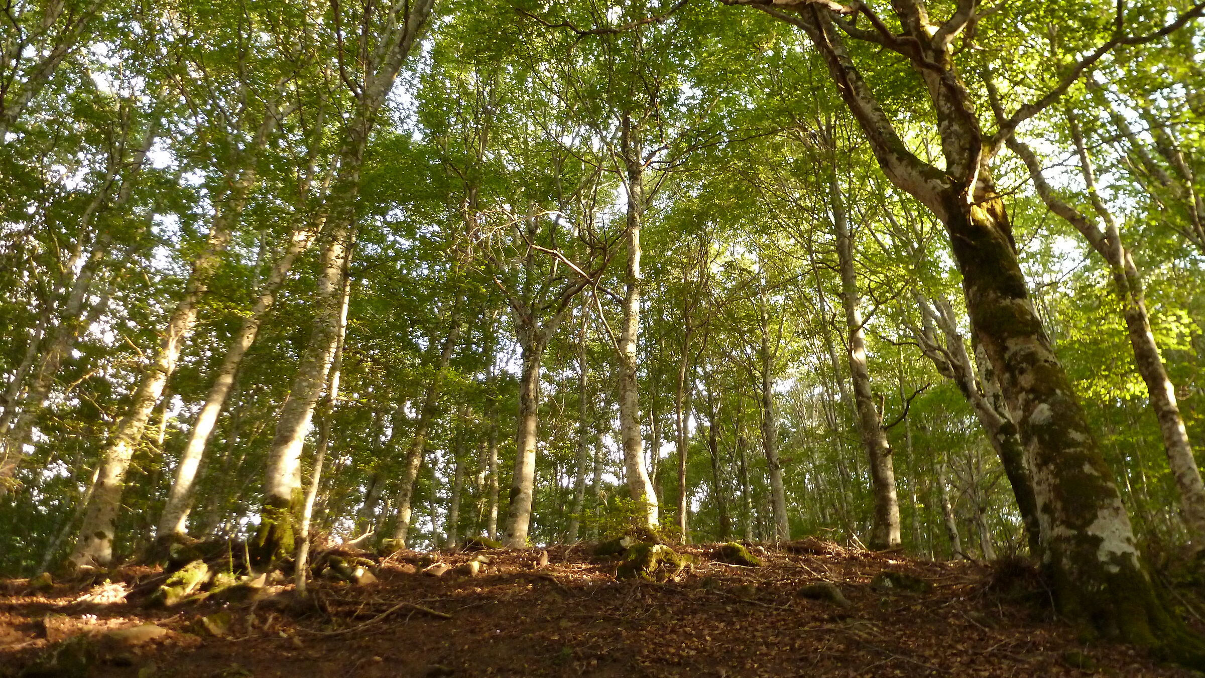 Forest