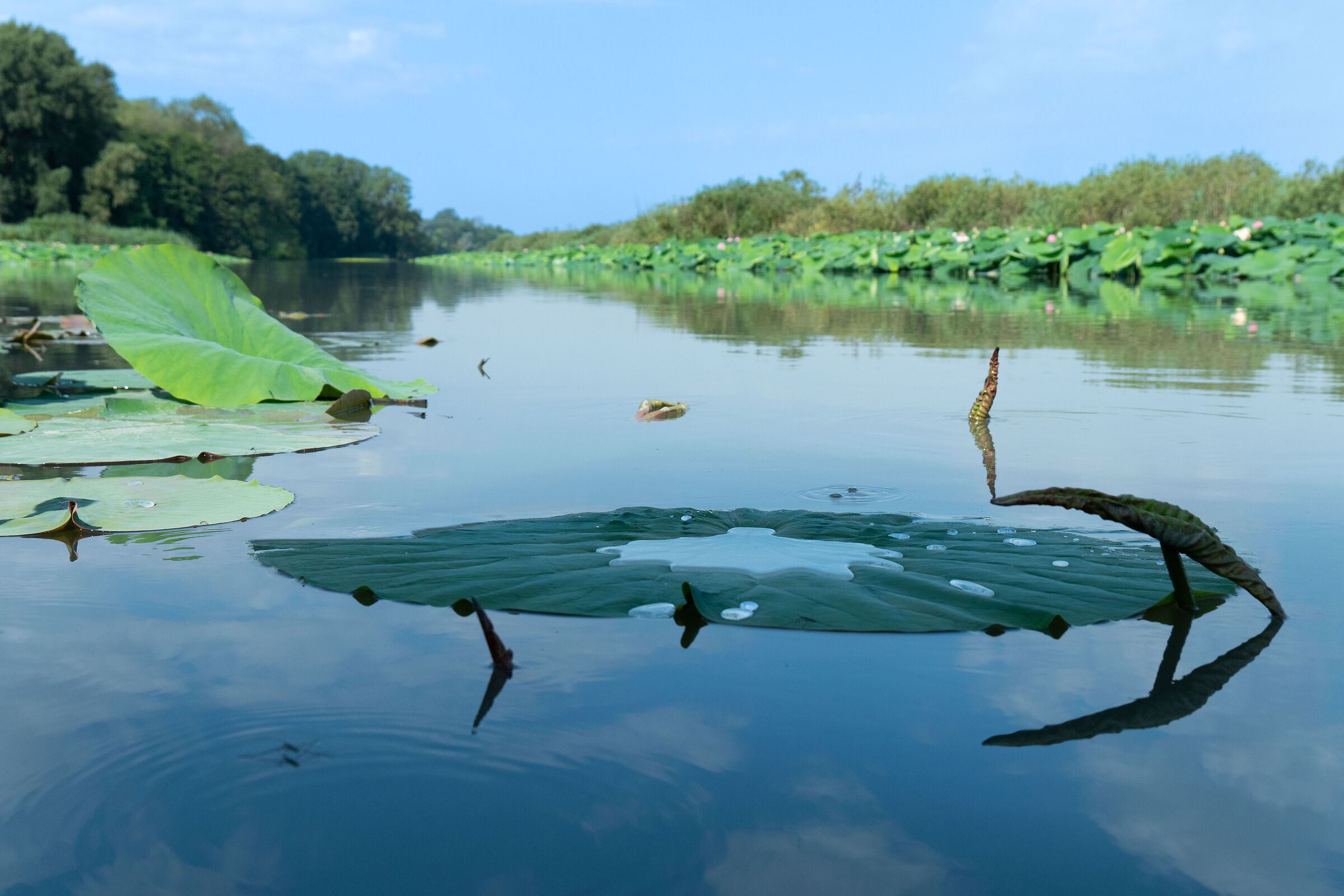Mincio Valleys Nature Reserve 2024
