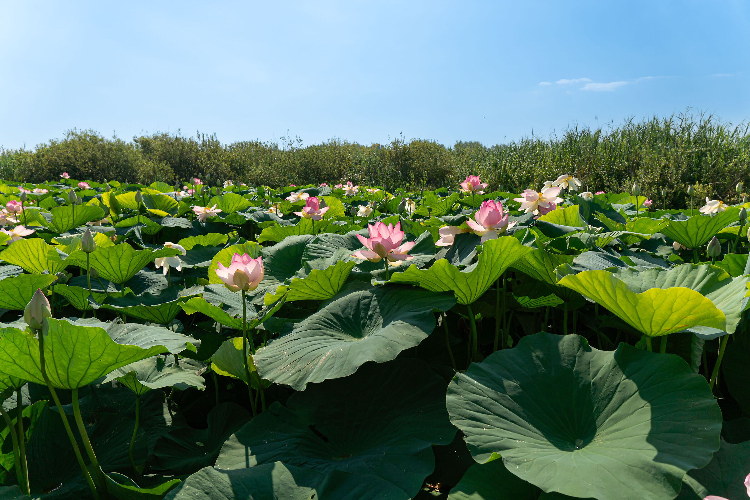 Lotus Flowers nature reserve Valli del Mincio 2024