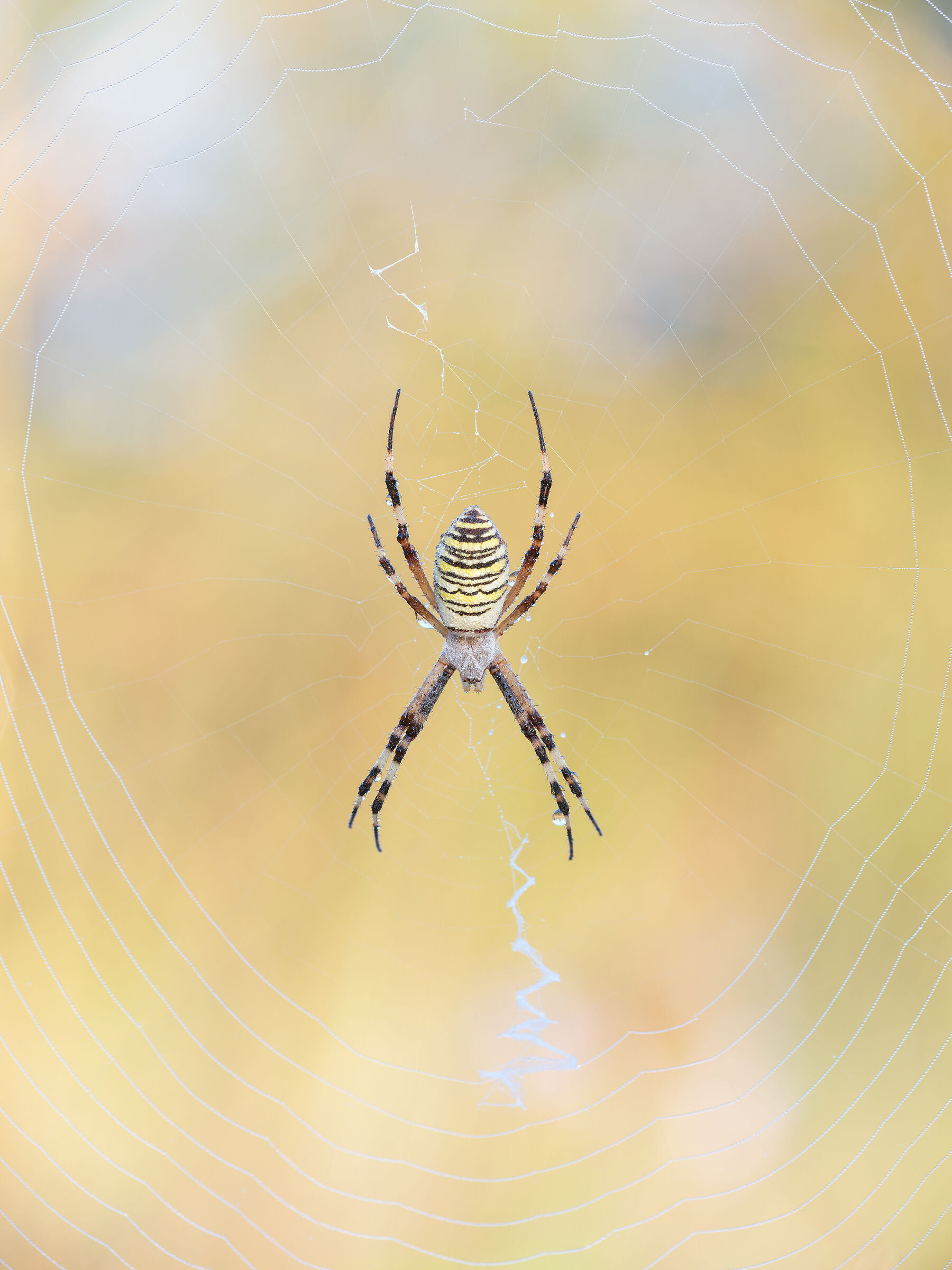 Argiope bruennichi