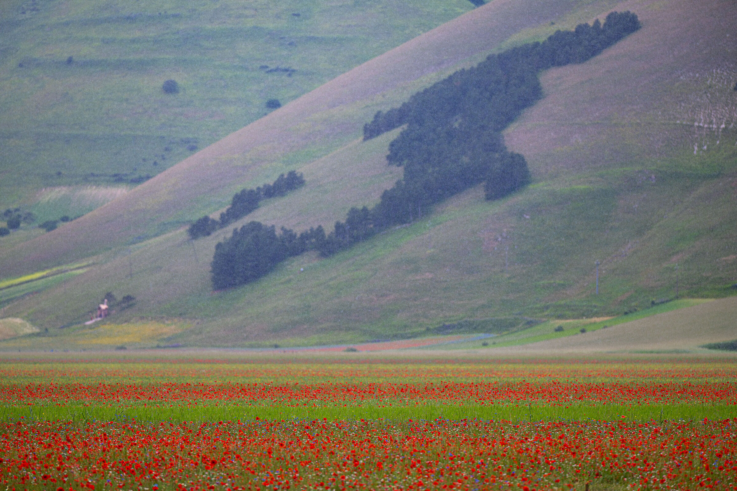 Fioritura a CastellUccio