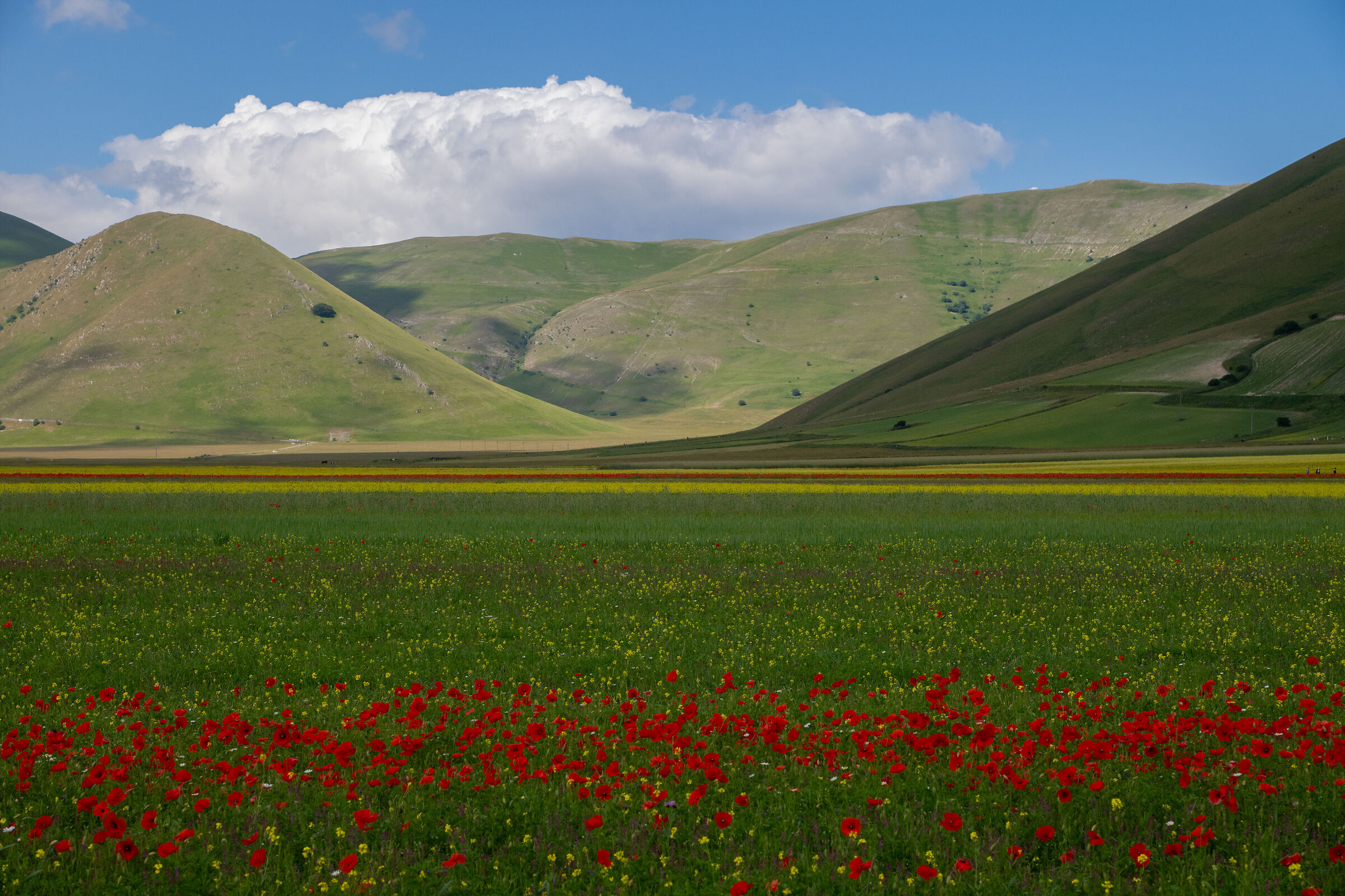 Fioritura a Castelluccio