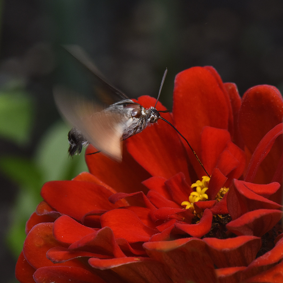 Hummingbird Hawk-moth & zinnia